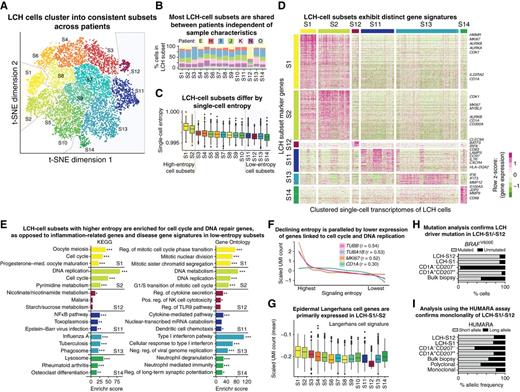 Figure 3. LCH lesions comprise proliferating LCH progenitors and multiple differentiated LCH-cell subsets. A, Low-dimensional projection (t-SNE plot) of LCH-cell transcriptomes, excluding non-LCH immune cells. LCH cells were clustered into 14 subsets. Dashed lines highlight the putative progenitor cell subsets (LCH-C1, LCH-C2) and the most differentiated cell subsets (LCH-C11 to LCH-C14) based on the analysis of transcriptome entropy (C). B, Percentage of cells assigned to each of the 14 LCH-cell subsets (from A) for each analyzed patient biopsy sample. C, LCH-cell subsets ordered by the median single-cell entropy of the corresponding single-cell transcriptomes. High entropy indicates promiscuity of gene expression, which has been described as a hallmark as undifferentiated cells. Dashed lines highlight the putative progenitor cell subsets (LCH-C1, LCH-C2) and the most differentiated cell subsets (LCH-C11 to LCH-C14) as in A. D, Heat map showing expression levels of differentially expressed genes between the two LCH subsets with highest entropy and the four subsets with lowest entropy. Selected hallmark genes are highlighted for each subset. E, Enrichment analysis with Enrichr for the LCH subset signature genes (from D) using KEGG pathways and Gene Ontology, ordered by the Enrichr combined score. FDR-adjusted P value: *, P < 0.1; **, P < 0.05; ***, P < 0.001. Further details are provided in Supplementary Table S3. F, Smoothed line plots displaying the relation between decreasing entropy (x-axis; ranked) and the expression of selected genes. The cell-cycle genes TUBB, TUBA1B, and MKI67 showed the highest Pearson correlation (r) between entropy and expression. A weaker correlation was found also between entropy and the expression of the canonical LCH marker gene CD1A. G, Expression of genes characteristic of (non-LCH) epidermal Langerhans cells in each LCH-cell subset, displaying the mean of the scaled UMI counts of all genes in the LCH subset signature. H, Assessment of BRAFV600E mutation burden (in percent) based on allele-specific qPCR in sorted LCH-S12 cells, LCH-S1 cells, CD1A/CD207-negative (non-LCH) cells, CD1A/CD207 double-positive LCH cells, and bulk biopsy cells. All data refer to patient sample LCH_E. I, Assessment of cell clonality using the HUMARA assay in the same sorted cell populations as in H, and in known polyclonal and monoclonal cell lines as negative and positive controls, respectively.