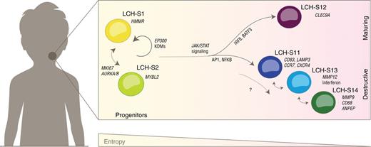 Figure 7. Speculative model of the LCH developmental hierarchy and underlying regulatory mechanisms. Schematic representation of the developmental hierarchy in LCH lesions based on the combined analysis of single-cell transcriptomes (Figs. 2 and 3) and epigenome data from prospectively sorted LCH-cell subsets (Figs. 5 and 6).