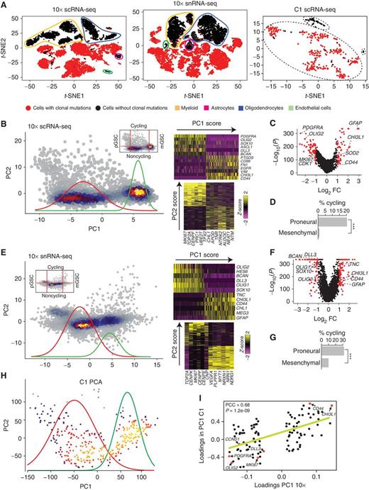 Figure 1. Single-cell sequencing reveals a single axis of variation in proliferating GBM cells. A, Left, t-SNE plot of 8,992 10× scRNA-seq cells from 6 patients; center, t-SNE plot of 15,975 nuclei from 10 patients; right, t-SNE plot of 568 cells from 7 patients. Cells/nuclei are colored by the presence (red) or absence (black) of clonal CNVs. B, Top, PCA of neoplastic cells from 10× scRNA-seq of IDH–wild-type GBMs. Curves represent the density of a Gaussian mixture model fit to PC1 sample scores. Heat maps display the expression of top-loading PC1 genes across cells, sorted by PC1 sample score. C, Differentially expressed genes between PCA clusters (abs. log2 fold change > 1 and Padj < 0.001 in red). D, Fractions of cycling cells. ***, Fisher P < 0.001. E–G, PCA and analysis as in B–D for 10× snRNA-seq of IDH–wild-type GBMs. ***, Fisher P < 0.001. H, PCA of neoplastic cells from C1 scRNA-seq of IDH–wild-type GBMs. I, Correlations between the C1–scRNA-seq and 10×–scRNA-seq loadings. PCC, Pearson correlation coefficient.