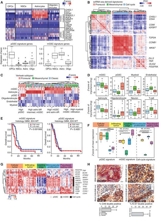Figure 2. mGSCs and pGSCs explain the genetic and phenotypic heterogeneity of GBM. A, Expression of mGSC and pGSC markers in single cells from nonmalignant human brain. B, Hierarchical clustering of Pearson correlations between mGSC, pGSC, and cell-cycle genes in IDH–wild-type (IDH-WT) GBM RNA-seq samples from TCGA (n = 144). Heat map (C) and box plots (D) of the relative contributions of predictor cell types to the overall variance explained by a linear model fit to each TCGA sample. E, Kaplan–Meier analysis comparing survival of IDH–wild-type GBMs from TCGA to average expression of the mGSC and pGSC gene signatures in patient-matched RNA sequencing. F and G, MGSC, pGSC, and cell-cycle signatures in Ivy GAP RNA-seq of GBM-anatomic structures. H, Percentages of CD44+ DLL3+ cells also positive for CA9/Ki-67. ***, Wilcoxon P < 0.001. DAB, 3,3′-diaminobenzidine.