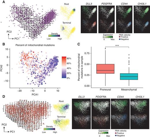 Figure 3. In silico genetic and transcriptomic lineage tracing supports a mGSC to pGSC hierarchy. A, Left, RNA velocities of cycling neoplastic 10× scRNA-seq IDH–wild-type GBM cells are projected onto a PCA axis. Center, velocyto-based lineage reconstruction identifies a stable mGSC root population and pGSC terminal population. Right, gene expression and velocity for mGSC and pGSC marker genes. B, The percent of expressed mitochondrial mutations found in a given cell, out of all mitochondrial mutations in a patient's sample. C, Percent expressed mitochondrial mutations are compared between pGSCs and mGSCs. D, PCA analysis as in A, but for 10× snRNA-seq IDH–wild-type GBM data.