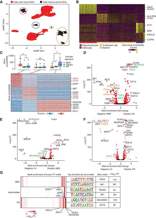 Figure 4. A, t-SNE plot of IDH–wild-type GBM scATAC-seq annotated by the presence of clonal mutations. B, Clustering of scATAC-seq gene-body activity scores of nonneoplastic cells. C, Clustering of scATAC-seq gene-body activity scores of neoplastic cells, with box plots of activity scores for Verhaak-subtype gene sets annotated above. *, Wilcoxon P < 0.05. D–F, Differential motif enrichment tests between neoplastic cell clusters. G, Neoplastic cluster–specific motifs and associated transcription factors. Int, intermediate; MES, mesenchymal; PN, proneural; TF, transcription factor.