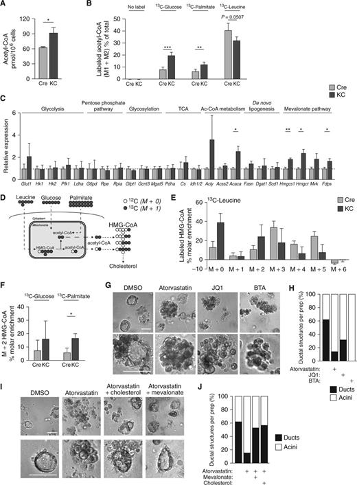 Figure 2. Acetyl-CoA abundance is elevated in Kras-mutant acinar cells, and inhibition of acetyllysine reading or cholesterol synthesis impairs ADM. In all panels, pancreatic acinar cells were harvested from 6- to 8-week-old WT (Pdx1-Cre; Cre) or (Pdx1-Cre;KrasG12D; KC) mice. A, LC-MS quantification of acetyl-CoA in isolated acinar cells (n = 3 mice, each group). B, Isolated acinar cells (n = 4 mice, each group) were cultured for 8 hours in the presence of the indicated 13C-labeled nutrient and acetyl-CoA labeling determined by LC-MS. C, mRNA expression of indicated genes in acinar cells after 48-hour culture in Matrigel, measured by qPCR (n = 3 mice, each group). Mean value of each Cre column is equaled to 1, and data are normalized accordingly. Dashed blue line shows 1. D, Schematic representation of acetyl-CoA and HMG-CoA labeling pattern from indicated, uniformly labeled carbon sources. Compartmentalization also illustrated. E, HMG-CoA isotopologs after labeling of acinar cells (n = 4 mice, each group) with 0.5 μmol/L 13C-leucine for 8 hours. F, M + 2 HMG-CoA in acinar cells labeled as in B. G, Morphology of KC acinar cells embedded in collagen, treated with TGFα after 96 hours in the presence of the indicated inhibitors (n = 3 mice, each group). Representative images are shown. Scale bars, 50 μm. H, Blinded quantification of ductal structures. Relative to G, 35 to 50 images within 3 biological replicates were evaluated. I, Collagen-embedded KC acinar cells after 96-hour treatment with atorvastatin, ± mevalonate or cholesterol (n = 3 mice, each group). Scale bars, 50 μm. J, Blinded quantification of ductal structures. Relative to E. 35 to 50 images within 3 biological replicates were evaluated. For all panels, columns show mean, ± SD (*, P < 0.05; **, P < 0.01; ***, P < 0.001).