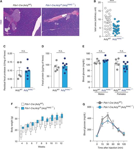 Figure 3. Acly deficiency in the murine pancreas does not cause overt metabolic abnormalities. All panels depict characterization of age-matched Pdx1-Cre (AclyWT) and Pdx1-Cre;Aclyf/f (AclyPANC−/−) littermate mice (n = 12, each group, unless otherwise reported). A, Hematoxylin and eosin (H&E) staining of pancreata at 13 weeks of age (representative images). Pound signs denote islets of Langerhans. Scale bar, 100 μm. B, Langerhans' islets size, manually measured using ImageJ (6 slices per pancreas, each 50 μm spaced, were analyzed; n = 5 mice per group). Each dot shows average islet size for each section analyzed (30 slides per group). Error bars show mean ± SEM (***, P < 0.001). C and D, Fecal matter was harvested at 10 weeks of age from individually housed mice (n = 6, each group). Fecal protease activity (C) and total residual protein content (D), normalized against fecal weight, mean ± SEM. Each dot represents 1 mouse. E, Blood glucose levels in 9-week-old male (left) and female (right) mice after overnight fast; mean ± SEM. Each dot represents 1 mouse. F, Body weight from age 4 to 12 weeks in male mice (n = 5, each group). Boxes show 75% CI; lines show median, minimum, maximum. Difference between genotypes is not significant (ANOVA with Tukey–Kramer adjustment for multiple comparisons; P = 0.9962). See Supplementary Fig. 3 for data from female mice. G, Glucose tolerance test (GTT) on 10-week-old male mice (n = 5, each group); mean ± SEM.