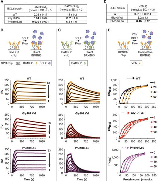 Figure 3. Impact of the Gly101Val mutation on the ability of BCL2 to bind BH3 ligands. A, Table summarizing the binding affinities of BH3 peptides derived from BIM or BAX for WT or mutant BCL2 as determined by direct binding assays shown in B and C. Data represent means ± SD of three independent experiments. B, BIMBH3 binding. 0–62.5 nmol/L WT or mutant BCL2 were used as analytes against the BIMBH3 peptide immobilized on an SPR; BIAcore) sensor chip, the top panel illustrating the experimental conditions used. The raw response (RU) curves (colored curves) from a representative experiment were fitted to a one site-specific kinetic model (black curves) to derive on and off rates, and hence to calculate KD values for interactions with WT BCL2 (second panel), Gly101Val (third panel), and Phe104Leu (fourth panel). C, Similar to B, with the same BCL2 concentrations indicated in B, but using a BAXBH3 immobilized sensor chip to determine BAXBH3 binding affinities. D, Reduced affinity of venetoclax for the Gly101Val mutant. Table summarizing the steady-state binding affinities of venetoclax determined in competition assays (E). Protocols to immobilize venetoclax, unlike the BIMBH3 peptide, to sensor chips have not been optimized, hence precluding affinity determination by direct binding. Data represent means ± SD of three independent experiments. E, Solution competition assays to determine venetoclax binding affinity. WT or mutant BCL2 (0–250 nmol/L) was preincubated with 0, 20, 40, or 60 nmol/L of venetoclax, before flowing the analyte over a BIMBH3 sensor chip. The data were fitted to a steady-state competition equation to derive KI for venetoclax (summarized in D) and the fitted curves for a representative experiment shown below. As venetoclax bound avidly to WT BCL2, the reduced amount of free BCL2 available to bind BIMBH3 on the sensor chip was clearly evident by a drop in the steady-state response (RU(ss)) at low BCL2 concentrations proportional to venetoclax concentration (black arrow), whereas this was reduced with the Gly101Val mutant (red arrow) reflecting the weak affinity of venetoclax for the mutant.
