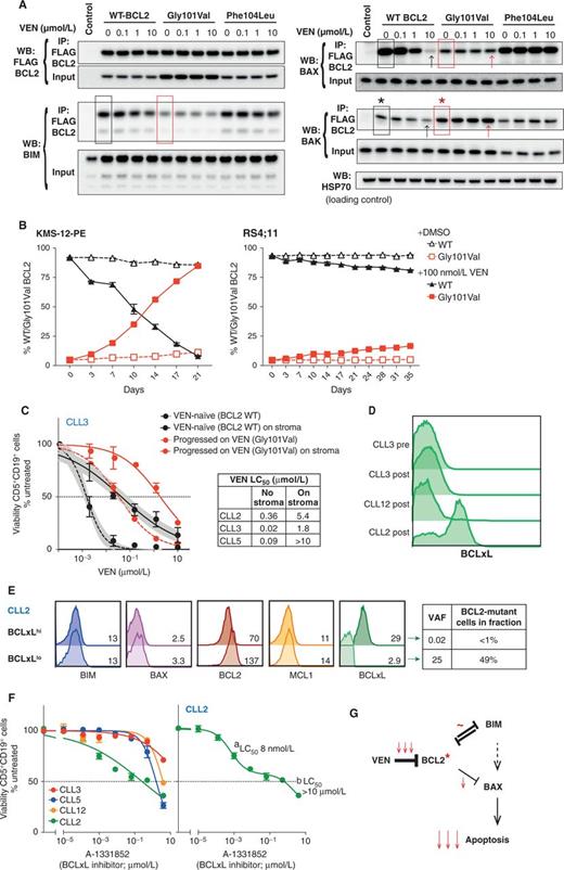 Figure 4. Consequences of the BCL2 Gly101Val mutation. A, Venetoclax is less able to compete endogenous BH3 ligands off mutant BCL2 in cells. Equivalent lysates prepared from KMS-12-PE cells ectopically expressing FLAG-tagged WT or mutant BCL2 (Fig. 2C) were immunoprecipitated with the FLAG antibody. The amount of FLAG-tagged BCL2 proteins was comparable, and expression of the binding partners BIM, BAX, or BAK was unaffected (corresponding input lanes). Association of BIM and BAX with the Gly101Val mutant was reduced (compare red with black boxes), probably because of increased BAK binding to the mutant (compare red with black asterisks). In the WT BCL2 cells, BIM binding was very tight and was largely unchanged by venetoclax treatment, but bound BAX and BAK was reduced by venetoclax treatment (see black arrows). However, BAX or BAK remained tightly bound to the Gly101Val or Phe104Leu mutants. Data shown are from a representative of three experiments; control: FLAG immunoprecipitation from parental KMS-12-PE cells. B, To varying degrees, cells expressing the Gly101Val mutant outgrow those expressing WT BCL2 when exposed to sublethal concentrations of venetoclax. KMS-12-PE cells (left) or RS4;11 cells (right) expressing WT (GFP labeled) or mutant (BFP labeled) BCL2 were mixed in a 95:5 ratio and grown for the indicated periods in 100 nmol/L venetoclax (filled symbols) or under control conditions (DMSO; open symbols). The relative percentage of the GFP+ (WT BCL2) or BFP+ (Gly101Val) cells were monitored by flow cytometry every 3 to 4 days. Data represent means ± 1 SD of three independent experiments. C, CLL cells from patients who progressed on venetoclax became highly resistant to venetoclax when cultured under conditions mimicking the stroma. Samples from 3 venetoclax-naïve patients (black lines) became less sensitive when grown for 1 week on human CD40 ligand-expressing feeder cells supplemented with recombinant human IL21 and anti-IgM: compare continuous black line with dashed black line. Starting from a higher baseline, CLL3 patient sample (red lines) also showed a marked attenuation in venetoclax sensitivity when cultured under these conditions, such that it became almost completely resistant. This was not due to selection for Gly101Val-expressing cells because the VAF was unchanged. Data represent means ± 1 SD of triplicate measurements in single experiments for viable (PI−) CLL cells (CD5+ CD19+) in each sample. The table summarizes the impact of culturing samples from 3 patients who had progressive CLL while on venetoclax. D, Histograms of mass cytometric analysis of BCLxL expression in viable (cisplatinlo) CD5+CD19+ peripheral blood mononuclear cells (PBMC) from 3 patients at study entry (CLL3) and upon relapse (CLL2, 3, and 12). See also Supplementary Fig. S6. E, The high BCLxL-expressing subclone in CLL2 does not bear the BCL2 Gly101Val mutation, whereas the BCL2-mutant clone expresses low levels of BCLxL. Thawed postprogression PBMCs from CLL2 were permeabilized to enable flow-cytometric intracellular measurement of BCLxL, then sorted for CD19+ cells with either high or low BCLxL expression (45% and 38% of cells, respectively). The mean intensity value (arbitrary units) is reported for each histogram. The VAF for Gly101Val mutation was measured for each fraction by ddPCR, and is tabulated to the right. The VAF of the input CD19+ cells was 13.78%, indicating that approximately 27.5% of input CLL cells carried the mutation. F,In vitro sensitivity of progressive CLL to the BCLxL inhibitor A-1331852. Cell samples from patients after progression on venetoclax were incubated with varying concentrations of A-1331852 for 24 hours. Left, cells from patients CLL2, 3, 5, and 12. Only CLL2 showed substantial sensitivity to this drug. However, visual inspection of the shape of the CLL2 curve suggested the presence of more than one population of cells. Right, improved curve fit when CLL2 data were reanalyzed in a two-population model (Prism). The data are consistent with the presence of two populations, one sensitive (a) and the other insensitive (b) to A-1331852. The calculated LC50 for each is noted on the graph. Data represent means ± 1 SD of triplicate measurements in single experiments for each patient sample. G, Model of how the BCL2 Gly101Val mutation (indicated by red asterisk) affected the induction of apoptosis by venetoclax. The predominant effect is likely to be the marked reduction in the ability of venetoclax to bind to mutant BCL2.