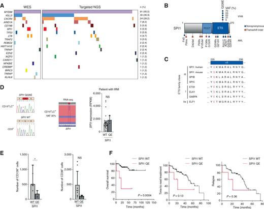 Figure 1. Mutational analyses of WM identify an acquired recurrent SPI1 missense mutation. A, Mutational landscape of 85 patients with WM analyzed by WES (n = 16) and targeted (n = 69) sequencing. Each column represents a patient sample and each row a mutated gene. The number and percentage of each mutated gene in the whole cohort are indicated on the right of the grid. NGS, next-generation sequencing. B, Locations of SPI1 mutations identified in WM (n = 85) and AML (n = 541) samples (10, 11). SPI1 mutations are indicated at their amino acid position, color-coded by type of mutation (orange, frameshift; blue, nonsynonymous). Inactivating mutations observed in AML are shown beneath the protein, whereas WM QE mutations appear above. The estimated VAF in the 5 patients with WM and identified functional domains are indicated. PEST, proline-, glutamic acid–, serine-, and threonine-rich domain; ETS, ETS DNA-binding domain. Q, glutamine; E, glutamic acid; VAF, variant allele frequencies. C, Sequence alignment of members of ETS family proteins, in the vicinity of glutamine (Q) amino acid (red) lying at position 226 in alpha helix H3 of the conserved ETS domain. Numbers above indicate positions of amino acids of the human protein. D, Left, illustration of the SPI1 Q226E (QE; c.676C>G, p.Gln226Glu) missense mutation detected in DNA from flow-sorted CD19 and light chain (LC)–positive tumor cells (top, left), as compared with matched CD3+ T cells of the same patient (bottom, left). A red star indicates the mutant base. Middle, expression of the mutant copy in RNA-seq data from the same patient is shown. Right, normalized read counts mapping to SPI1 exons 1–5 are plotted to compare expression levels of SPI1 transcripts in SPI1 WT (n = 29) and QE (n = 3) WM samples. Histograms, median and bars 95% CI. Statistics were performed using Student t test. NS, not significant. E–F, Biological and clinical features of SPI1 Q226E mutations in WM. E, Expression of differentiation markers analyzed by IHC on bone marrow biopsy samples of SPI1 WT (n = 8) and QE (n = 3) patients with WM. The numbers of CD38+ and CD138+ plasma cells were evaluated on randomly placed squares representing a median whole area of 0.9 mm2. Error bars, SD. Statistics were performed using Student t test. NS, not significant. *, P ≤ 0.05. F, Kaplan–Meier survival curves of overall survival (left), time to next treatment (middle) and relapse-free survival (right) for patients with (n = 5) and without (n = 80) SPI1 QE mutation. P values are indicated and based on the log-rank test.