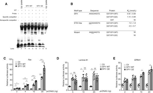 Figure 2. DNA-binding and transcriptional activation properties of mutant SPI1. A, Mutant SPI1 binds to ETS motif sequences. EMSA of control (up. lysate, unprogrammed lysate), SPI1 WT and QE IVT proteins in the presence of an ETS motif–containing probe with (+) or without (−) a 160× excess of a specific or nonspecific competitor, as indicated. The ETS motif–containing probe and competitors are from ref. 18. Sequences are provided in Methods. Estimation of the DNA-binding complex intensity in the different conditions is represented. Protein quantities produced by the indicated IVT lysates were similar (Supplementary Fig. S3A). IVT, in vitro translation; up., unprogrammed. B, In vitro comparison of DNA-binding affinities shows differences between SPI1 WT and QE proteins. Affinity was measured by isothermal calorimetry of the DNA-binding domain of SPI1 in fusion with GST with different DNA sequences. GST alone shows no high affinity site. The control DNA, with a GGAA > CCAA mutation in the core ETS-binding motif, demonstrated no high-affinity site. NI, no interaction. C–E, Mutant SPI1 transactivates a variety of ETS-reporter constructs. HEK293T cells were transfected with increasing amounts of the indicated [control (Ctl), SPI1 WT, or QE] expression plasmids and fixed amounts of a luciferase reporter gene. Reporter genes contain three copies of the following ETS motifs: Fes (C), lambda B1 (D; see B for motif), and GPAA1 promoter (CCGGAAGTG; E). Sequences are provided in Methods. Three independent experiments were performed (n = 8–9; mean ± SD). Error bars, SD. *, P ≤ 0.05; **, P ≤ 0.01; ***, P ≤ 0.001.