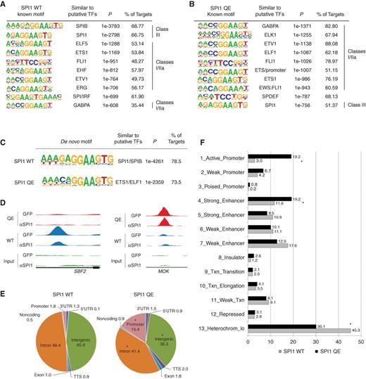 Figure 3. DNA-binding profile of mutant SPI1 in human B-cell lymphoma cell line. A–F, ChIP-seq analyses, performed with anti–GFP-Trap antibodies, in OCI-Ly10 cells transduced with doxycycline-inducible vectors expressing SPI1 WT or QE. Commonest known (A and B) and de novo (C) DNA motifs recognized by SPI1 WT (A) and QE (B) proteins. Homer motif known and de novo analyses were performed with a cut-off P value of 10−30. The complete lists of de novo and known motifs are available in Supplementary Tables S6–S9 and S10–S13 for ChIP experiments performed with anti-GFP and anti-SPI1 antibodies, respectively. Motifs, associated transcription factors, P values, and percentages of peaks containing the motifs are indicated. D, ChIP-seq normalized signals with SPI1 QE (red) and WT (blue) proteins along with the input (green) are shown for two examples of differentially bound genes. The results of ChIP-seq data performed with GFP-Trap (top, GFP) and anti-SPI1 (bottom, αSPI1) antibodies are shown. SBF2: FDR = 0.00162; MOK: FDR = 0.00562. Genomic localization, defined by RefSeq (E) or ChromHMM (F; ref. 20) annotations, of DNA sequences (peaks) bound by SPI1 WT (left or gray) and QE (right or black; GFP) proteins. Different genomic regions and their respective percentage (with respect to the total number of peaks) are indicated. Statistics comparing the repartition of genomic regions were performed using χ2 test. *, P ≤ 0.05. TF, transcription factors; TTS, transcription termination sites; UTR, untranslated regions.