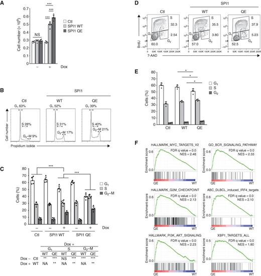 Figure 4. Cellular effects of mutant SPI1. A, Induction of SPI1 stimulates cellular proliferation. Quantitation of in vitro proliferation for OCI-Ly10 cells transduced with doxycycline-inducible constructs encoding GFP (Ctl), or SPI1–GFP fusion proteins (either WT or QE; n = 6, mean ± SD), with (+) or without (−) the 48-hour addition of doxycycline. The levels of SPI1 proteins and their nuclear localization were checked in OCI-Ly10 cells bearing the different constructs (Supplementary Fig. S4B and S4C), and found to be equivalent for SPI1 WT and QE conditions. NS, not significant. ***, P ≤ 0.001. Statistics were performed using two-tailed Student t test. Error bars, SD. B–E, Cell-cycle analyses in OCI-Ly10 cells transduced with doxycycline-inducible constructs encoding GFP (Ctl), or SPI1–GFP fusion proteins (either WT or QE). Representative flow cytometry analyses (B) of propidium iodide DNA staining of OCI-Ly10 cells bearing the indicated constructs and estimation (in %; C) of the fraction of cells in G1–S–G2–M cell-cycle phases. Cell cultures were treated with (n = 5) or without (n = 5) doxycycline during 24 hours before staining. The table beneath the graph details statistical comparisons between different conditions. Representative flow cytometry analyses (D) of BrdU incorporation of OCI-Ly10 cells bearing the indicated constructs and estimation (in %; E) of the fraction of cells in G1–S–G2 cell-cycle phases (n = 4). BrdU incorporation was monitored after 24 hours of doxycycline stimulation. G1, S, G2 cell-cycle phases are indicated in representative flow cytometry analyses. The results are shown as means ± SD. Statistics were performed using two-tailed Student t test. *, P ≤ 0.05; **, P ≤ 0.01; ***, P ≤ 0.001. Dox, doxycycline; NS, not significant; NA, not applicable. F, GSEA enrichment plots from RNA-seq analyses obtained upon SPI1 WT (n = 3) and QE (n = 3) expression in OCI-Ly10 cells showing enrichment in QE condition for selected published dataset regarding proliferation, cell cycle, B-cell signaling, and differentiation. The complete lists of significantly enriched gene sets are available in Supplementary Table S15. NES, normalized enrichment score.