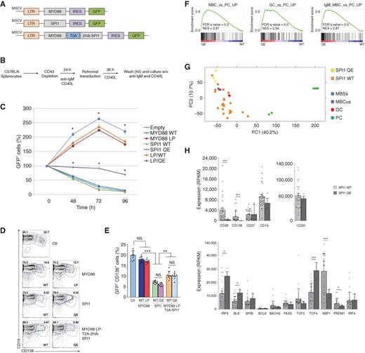 Figure 5. Effects of mutant SPI1 on maturation of murine B cells. A, Graphical illustration of MSCV constructs used for murine B-cell experiments. RNA and protein expressions of MYD88 and SPI1 from the different constructs were verified and are illustrated in Supplementary Fig. S7A and S7B. LTR, long terminal repeats sequence; IRES, internal ribosome entry site. B, Scheme of murine B-cell experiment. Procedure details are provided in the Methods section. CD40L, CD40 ligand; w/o, without. C, Time course of the abundance of GFP+ murine B cells transduced with empty (control) or the color-coded indicated MSCV plasmids [turquoise, empty; blue, MYD88 WT; red, MYD88LP; green, SPI1 WT; violet, SPI1 QE; orange, MYD88LP/SPI1 WT (LP/WT); light blue, MYD88LP/SPI1 QE (LP/QE)] and cultured for 96 hours without any mitogen agent. Results are represented relative to those of GFP+ cells at time 0, set as 100%. Data are representative of three independent experiments (n = 8, mean ± SD). Error bars, SD. Statistics were performed using Student t test. The LP/QE condition was statistically different from the MYD88LP and LP/WT conditions, whereas SPI1 QE was different from MYD88 WT, SPI1 WT, and empty conditions. *, P ≤ 0.05. LP, L265P. D, Representative flow cytometry analyses of CD19+CD138+ cells after 72 hours of culture. CD19 and CD138 expression analysis is gated on viable (Sytox−) transduced (GFP+) cells. E, Percentages of CD19+CD138+ GFP+ cells as means ± SD (n = 8) are shown in histograms for each construct. **, P ≤ 0.01; ***, P ≤ 0.001. NS, not significant. F, GSEA enrichment plots for immunologic signatures using MSigDB, comparing SPI1 WT (n = 29) versus QE (n = 3) WM RNA-seq samples. The complete list is available in Supplementary Table S16. MBC, memory B cells; NBC, naïve B cells; PC, plasma cells; NES, normalized enrichment score. G, Principal component analysis of normal B cells and WM samples. This analysis included plasma cells (PC; green; n = 6), switched (MBCs; blue; n = 1) and unswitched (MBCus; violet; n = 1) memory, germinal center (GC; red; n = 3) B cells, and SPI1 WT (orange; n = 29) and QE (yellow; n = 3) WM samples. H, Expression of key genes controlling normal B-cell differentiation in SPI1 WT (light gray; n = 29) and QE (dark gray; n = 3) WM RNA-seq samples. Error bars, SD. Statistics were performed using Student t test. *, P ≤ 0.05; ***, P ≤ 0.001.