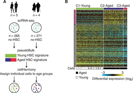 Figure 5. Age-associated changes in epigenetic landscapes are driven by reprogramming. A, Schematic of the analysis used to identify and classify aged HSC using scRNA-seq data from young (ages 24–37 years) and aged (ages 64–71 years) HSCe. B, Heat map of young and aged nc-HSCs. Expression centroids were calculated from the three clusters (C1, young in green; C2, aged in purple; C3, aged in red) identified using the genes differentially expressed at the single-cell level (shown in Supplementary Fig. S5B) and used to cluster nc-HSCs. Each column corresponds to an individual cell, and age group of the donor is depicted in the bottom bar.