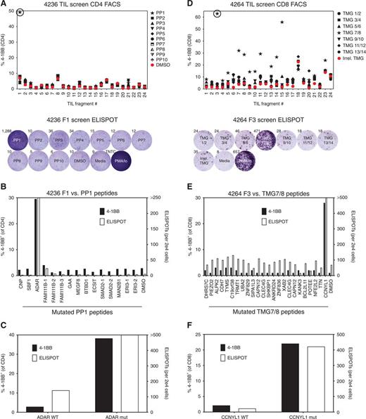 Figure 1. Identification of neoantigen-reactive CD4+ T cells from a patient with colon cancer (4236) and CD8+ T cells from a patient with esophageal cancer (4264). A, 24 TIL subcultures from patient 4236 were cocultured overnight with autologous DCs pulsed with DMSO or the indicated PP containing 15 or 16 peptides of 25 amino acids in length containing mutations identified by WES. TILs were also cultured without DCs (media) as negative controls or with PMA/ionomycin (PMA/Io) as positive controls. T-cell responses were measured by flow-cytometric analysis of 4-1BB on CD4+ T cells (top) and IFNγ ELISPOT (bottom—one example showing the reactivity of the circled fragment in the top plot). B, TIL fragment culture F1 from patient 4236 was cocultured overnight with autologous DCs pulsed with individual peptides from PP1, and T-cell responses were measured by flow-cytometric analysis of 4-1BB on CD4+ T cells (left axis) and IFNγ ELISPOT (right axis). By both criteria, F1 contained CD4+ T cells that recognized mutant ADAR. C, 4236 TILs were cocultured with autologous DCs pulsed with the indicated WT and mutant peptides, and T-cell responses were measured as in B. D, 24 TIL subcultures from patient 4264 were cocultured overnight with autologous DCs transfected with an irrelevant TMG or the indicated TMG encoding mutations identified by WES. TILs were also cultured without DCs (media) as negative controls or with PMA/ionomycin (PMA/Io) as positive controls. T-cell responses were measured by flow-cytometric analysis of 4-1BB on CD8+ T cells (top) and IFNγ ELISPOT (bottom—one example showing the reactivity of the circled fragment in the top plot). E, TIL fragment culture F3 from patient 4264 was cocultured overnight with autologous DCs pulsed with individual 25 amino acid peptides derived from TMGs 7 and 8, and T-cell responses were measured by flow-cytometric analysis of 4-1BB on CD8+ T cells (left axis) and IFNγ ELISPOT (right axis). By both criteria, F3 contained CD8+ T cells that recognized mutant CCNYL1. F, 4264 TILs were cocultured with autologous DCs pulsed with the indicated WT and mutant peptides, and T-cell responses were measured as in E.