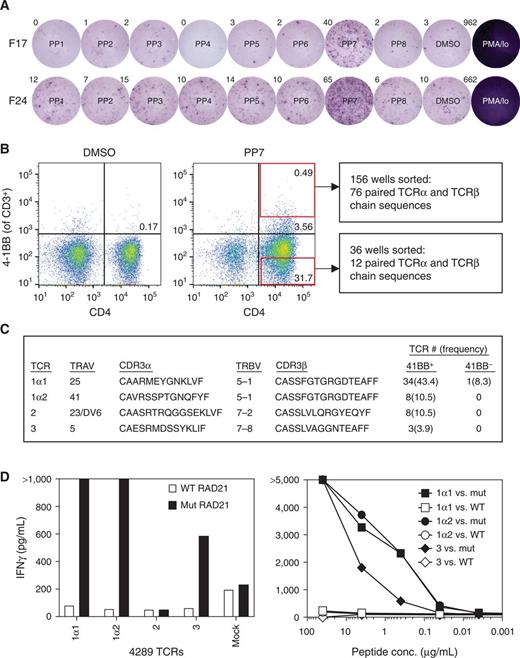 Figure 2. Identification of neoantigen-reactive TCRs from a patient with colon cancer (4289). A, 24 TIL subcultures from patient 4289 were cocultured overnight with autologous DCs pulsed with DMSO or the indicated PP containing 12 or 13 peptides of 25 amino acids in length containing mutations identified by WES. T-cell responses were measured by flow-cytometric analysis of 4-1BB on CD4+ T cells and IFNγ ELISPOT. ELISPOT results for two positive fragment cultures (F17 and F24) are shown. B, T cells from F17, F24, and F18 (which recognized PP7 by flow-cytometric analysis but not ELISPOT) were combined and cocultured with autologous DCs pulsed with PP7. After gating on CD3+ cells, 156 individual CD4+ T cells that expressed high levels of 4-1BB, as indicated by the red box in the top right of the FACS plot, were sorted into 96-well plate wells, and single-cell RT-PCR was performed on the contents of each well to amplify TCRα and TCRβ chains. In addition, as negative controls, 36 individual CD4+ T cells that did not express 4-1BB, as indicated by the red box in the bottom right of the FACS plot, were sorted into 96-well plate wells, and single-cell RT-PCR was performed on the contents of each well to amplify TCRα and TCRβ chains. C, Abbreviated sequences of the five most frequent TCRs identified by analysis of single-cell RT-PCR from CD4+ 4-1BB+ sorted cells in comparison with the frequencies of those TCRs in the CD4+ 4-1BB− population. D, Autologous open-repertoire peripheral blood lymphocytes were genetically modified via retroviral transduction to express the TCRs described in C and were then cocultured overnight with DCs pulsed with all the WT and mutant peptides from PP7. T-cell responses were measured by IFNγ ELISA, and recognition of WT and mutant RAD21 by T cells expressing each of the 5 TCRs is shown (left). Recognition of titrated amounts of WT and mutant RAD21 25mers by T cells expressing the three reactive TCRs was evaluated by IFNγ ELISA (right).