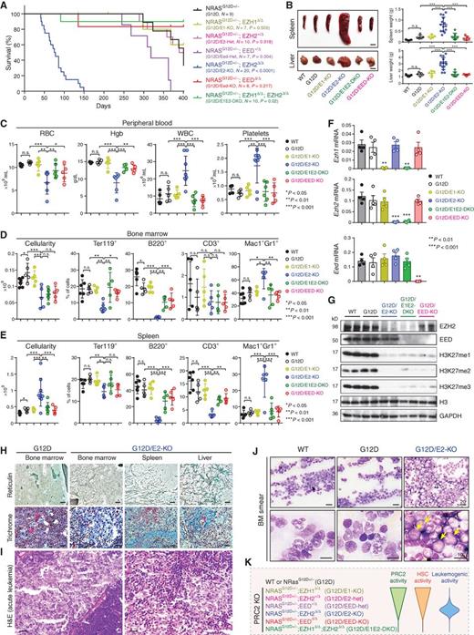 Figure 1. PRC2 loss promotes NRASG12D-induced myeloid neoplasms in a dose-dependent manner. A, Kaplan–Meier survival curves of control NRASG12D+/− mice (n = 9) and mice with combined NRASG12D+/− and various PRC2 KO mimicking different PRC2 dosages (n = 6–20). P values were calculated using log-rank (Mantel–Cox) test. B, Representative pictures and quantification of spleen and liver of mice with indicated genotypes. Scale bars, 0.5 cm (top) and 1 cm(bottom). C, Complete blood count (CBC) of peripheral blood (PB) red blood cells (RBC), hemoglobin (Hgb), white blood cells (WBC), and platelets in mice 10 weeks post-pIpC or moribund. D, BM cellularity and frequencies of erythroid (Ter119+), B-lymphoid (B220+), T-lymphoid (CD3+), and myeloid (Mac1+Gr1+) cells in mice 10 weeks post-pIpC or moribund. E, Spleen cellularity and frequencies of erythroid, B-lymphoid, T-lymphoid, and myeloid cells in mice 10 weeks post-pIpC or moribund. F, Expression of Ezh1, Ezh2, or Eed mRNA in BM cells 2 weeks post-pIpC. G, Western blot analysis of EZH2, EED, and H3K27 methylation (H3K27me1/2/3) in BM cells 2 weeks post-pIpC. Histone H3 and GAPDH were analyzed as loading controls. H, EZH2 loss with NRASG12D led to the development of myelofibrosis. Representative images are shown for reticulin and trichrome staining of BM, spleen, or liver sections from G12D and G12D/E2-KO mice 8 to 12 weeks post-pIpC. Scale bars, 150 μm. I, Representative hematoxylin and eosin (H&E) staining of G12D/E2-KO BM sections shows sheets of blastic infiltrates (>20%) consistent with leukemic transformation. Scale bars, 25 μm. J, Histopathologic analysis of EZH2−/−NRASG12D-induced MPNs. Representative BM smears are shown in mice 10 weeks post-pIpC or moribund. The arrowheads indicate leukemic blasts with increased nucleus/cytoplasm ratio, fine chromatin, prominent nucleoli, and scant cytoplasm with fine eosinophilic granules. Scale bars, 20 μm (top) and 10 μm (bottom). K, Schematic of dose-dependent regulation of HSC or leukemogenic activity by PRC2. By KO of various PRC2 subunits (EZH1, EZH2, or EED), different levels of PRC2 activity were obtained. Although partial loss of PRC2 by deletion of EZH1, EZH2, or EED heterozygous alleles had minimal impact on HSCs, complete loss of PRC2 by EZH1/2 DKO or EED KO led to HSC exhaustion. In contrast, although partial loss of PRC2 by EZH2 KO or EED heterozygous KO accentuated NRASG12D-induced MPN to leukemic transformation, complete loss of PRC2 was incompatible with leukemogenesis. Results are mean ± SEM and analyzed by a repeated-measures one-way ANOVA with multiple comparisons, unless stated otherwise. *, P < 0.05; **, P < 0.01; ***, P < 0.001; n.s., not significant.