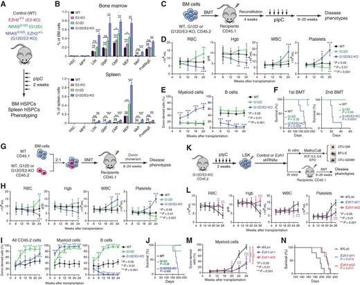 Figure 2. EZH2−/−NRASG12D cells propagate MPN progression and leukemogenesis in an intrinsic and EZH1-dependent manner. A, Experimental design to access the effects of EZH2 KO and/or NRASG12D on HSPCs. B, Frequencies of HSPCs in BM or spleen 2 weeks post-pIpC. N = 4–7 mice per group. C, Schematic of BMT assays. D, CBC analysis of RBC, Hgb, WBC, and platelets 8 to 20 weeks post-BMT. E, Frequencies of donor-derived CD45.2+ myeloid and B-lymphoid cells 8 to 20 weeks post-BMT. F, Survival curves of recipient mice transplanted with WT, G12D, or G12D/E2-KO donor cells in first or secondary BMT (N = 5 per genotype). P values were calculated between G12D (or G12D/E2-KO) and WT using log-rank (Mantel–Cox) test. G, Schematic of competitive BM repopulation assays. H, CBC of RBC, Hgb, WBC, and platelets 4 to 24 weeks post-BMT. I, Frequencies of donor-derived CD45.2+ cells, myeloid, and B-lymphoid cells in PB of recipients 4 to 24 weeks post-BMT. J, Survival curves of recipients transplanted with WT, G12D or G12D/E2-KO donor cells (N = 5 per genotype). K, Experimental design to determine the requirement of EZH1 in EZH2-deficient MPNs. L, CBC in recipients of G12D/E2-KO HSPCs transduced with control (shLuc) or EZH1 shRNAs 8 to 28 weeks post-BMT. M, Frequencies of donor-derived myeloid cells in PB 8 to 28 weeks post-BMT. N, Survival curves of recipients transplanted with G12D/E2-KO HSPCs transduced with shLuc or Ezh1 shRNAs (N = 5 per genotype). P values were calculated between Ezh1-sh1 (or Ezh1-sh2) and shLuc using log-rank (Mantel–Cox) test. Results are mean ± SEM and analyzed by a one-way ANOVA with multiple comparisons, unless stated otherwise. *, P < 0.05; **, P < 0.01; ***, P < 0.001; n.s., not significant.