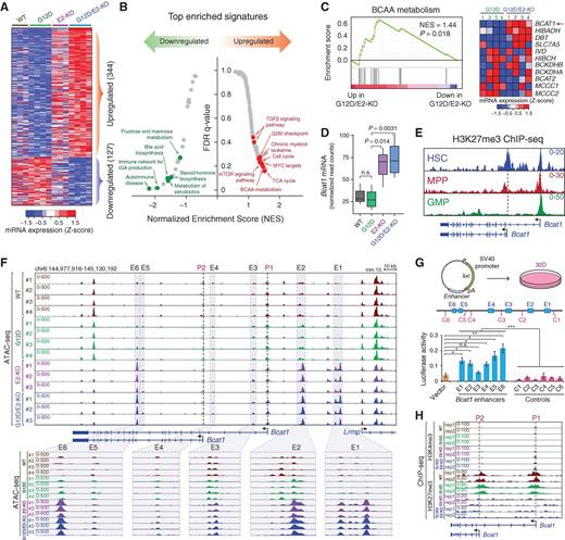 Figure 3. Loss of EZH2 reactivates BCAT1 in myeloid neoplasms. A, Heat map shows Z-scores of DEseq2 normalized read counts for differentially expressed genes identified by RNA-seq in BM LSK cells 2 weeks post-pIpC. N = 3, 4, 3, and 4 mice for WT, G12D, E2-KO, and G12D/E2-KO, respectively. B, Top enriched signatures in upregulated or downregulated genes in G12D/E2-KO LSK cells. C, Gene set enrichment analysis (GSEA) shows the upregulation of BCAA metabolism related genes in G12D/E2-KO LSK cells. Heat map shows Z-scores of DEseq2 normalized read counts for genes in BCAA metabolism pathway. D, Bcat1 mRNA was upregulated in E2-KO or G12D/E2-KO relative to WT or G12D LSK cells. y-axis shows normalized read counts of Bcat1 by DEseq2. P value was calculated by a two-sided t test. Boxes show median of the data and quartiles, and whiskers extend to 1.5× of the interquartile range. E, Density maps for ChIP-seq of H3K27me3 at Bcat1 gene (chr6:144,975,000-145,095,000; mm10) in BM HSC, MPP, and GMP cells. Dashed lines and arrowheads indicate Bcat1 transcriptional start sites. F, EZH2 KO increased chromatin accessibility at Bcat1 promoters and distal elements. Results from ATAC-seq (chr6:144,977,916-145,130,192; mm10) in WT, G12D, E2-KO, and G12D/E2-KO LSK cells are shown. N = 4, 4, 3, and 3 for WT, G12D, E2-KO, and G12D/E2-KO, respectively. Bcat1 promoters (P1 and P2) and putative enhancers (E1 to E6) are indicated by dashed and shaded lines, respectively. The zoomed-in view of each enhancer is shown on the bottom. G, Bcat1 distal elements with increased ATAC-seq enhanced reporter expression relative to vector or neighboring control DNA sequences (C1 to C6). Schematic of enhancer reporter assays in 32D cells is shown. Results are mean ± SEM (n = 3 experiments) and analyzed by a two-sided t test. *, P < 0.05; **, P < 0.01; ***, P < 0.001; n.s., not significant. H, EZH2 KO decreased H3K27me3 and increased H3K4me3 at Bcat1 promoters. Results from ChIP-seq (chr6:145,087,000-145,037,000; mm10) in WT, G12D, E2-KO, and G12D/E2-KO LSK cells (n = 2 mice per genotype) are shown.