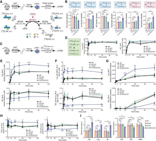 Figure 5. BCAT1 promotes intracellular BCAA production in EZH2-deficient LICs. A, Schematic of isotope tracing in EZH2-deficient LICs. BM c-Kit+ HSPCs from 8 to 12 weeks. WT, G12D, E2-KO, or G12D/E2-KO mice were traced 24 hours with [13C]-Leu_M+6, [13C]-KIC_M+2, [13C]-Val_M+5, [13C]-KIV_M+5, or [15N]-Gln_M+1, followed by LC/MS analysis of [13C]- or [15N]-labeled metabolites. B, Fractional labeling of [13C]- or [15N]-labeled BCAAs or BCKAs in BM HSPCs. C, Schematic of isotope tracing to determine the kinetics of BCKA and BCAA interconversion. D, The uptake of [13C]-Leu_M+6 and [13C]-KIC_M+2 tracers was comparable in all genotypes. Fractional labeling of Leu_M+6 or KIC_M+2 was determined by LC/MS at the indicated time points (0 to 120 minutes). E, G12D/E2-KO increased intracellular Leu in HSPCs. Fractional labeling of Leu_M+2 or KIC_M+6 was determined at the indicated time points (0 to 120 minutes). F, G12D/E2-KO increased Leu_M+2/KIC_M+2 and decreased KIC_M+6/Leu_M+6 ratio in HSPCs. G, G12D/E2-KO increased exported Leu_M+2 in medium. H, Leu and KIC pools were determined in HSPCs at the indicated time points (0 to 120 minutes). I, Relative ion counts by means of LC/MS of intracellular BCAAs and BCKAs in HSPCs. Results are mean ± SD (n = 3 independent experiments) and analyzed by a repeated measures one-way ANOVA, unless stated otherwise. *, P < 0.05; **, P < 0.01; ***, P < 0.001; n.s., not significant.