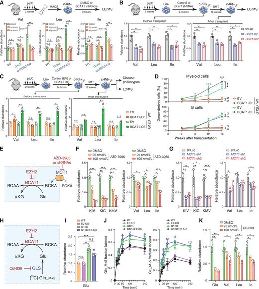 Figure 6. Perturbations of BCAT1 impair BCAA metabolism. A, Inhibition of BCAT1 (BCAT1i) decreased BCAAs in EZH2-deficient LICs. B, BCAT1 depletion by shRNAs decreased BCAAs in EZH2-deficient LICs before and post-BMT. BCAAs were determined by LC/MS in G12D/E2-KO HSPCs with shLuc or Bcat1 shRNAs. C, BCAT1 overexpression (OE) increased BCAAs in G12D HSPCs before and post-BMT. BCAA levels were determined in WT or G12D HSPCs with empty vector (EV) or BCAT1 OE. D, BCAT1 OE enhanced myeloid expansion upon BMT. Frequencies of donor-derived myeloid and B-lymphoid cells in PB of recipients were analyzed at 4 to 16 weeks post-BMT. Results are mean ± SD (n = 5 per genotype) and analyzed by a two-way ANOVA. E, Schematic of MCT1-dependent transport of BCKAs in BCAA metabolism. F, MCT1 inhibition by AZD-3965 (25 nmol/L and 100 nmol/L for 2 hours) decreased BCKAs and BCAAs in G12D/E2-KO HSPCs. G, MCT1 depletion by shRNAs decreased BCKAs and BCAAs relative to shLuc in G12D/E2-KO HSPCs. H, Schematic of GLS-dependent Gln to Glu conversion in BCAA metabolism. I, NRASG12D+/− activation increased intracellular Glu in G12D and G12D/E2-KO HSPCs. J, [13C]-Gln_M+5 tracing showed increased Gln and Glu in G12D and G12D/E2-KO HSPCs. Fractional labeling of Gln_M+5 and Glu_M+5 was determined at the indicated time points. K, GLS inhibition by CB-839 (25 nmol/L and 100 nmol/L for 2 hours) decreased Glu and BCAA levels in G12D/E2-KO HSPCs. Results are mean ± SD (N = 3 independent experiments) and analyzed by a two-sided t test, unless stated otherwise. *, P < 0.05; **, P < 0.01; ***, P < 0.001; n.s., not significant.
