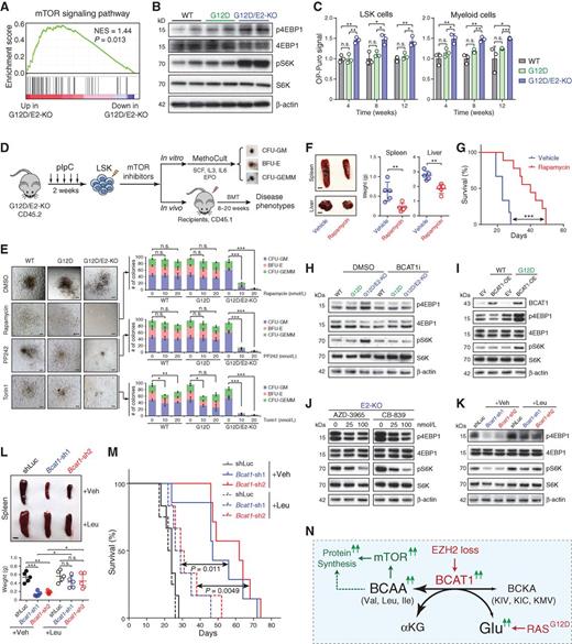 Figure 7. BCAT1-driven leukemias are sensitive to mTOR inhibition. A, Upregulation of mTOR signature genes in G12D/E2-KO relative to G12D LSK cells by GSEA. B, Increased p4EBP1 and pS6K in G12D/E2-KO relative to WT or G12D LSK cells. C, Protein synthesis rate was assessed by OP-Puro incorporation in BM LSK and myeloid cells at 4, 8, and 12 weeks post-pIpC. D, Schematic of experimental design to determine the effect of mTOR inhibition. E, Inhibition of mTOR by rapamycin, PP242, or Torin1 abolished the colony-forming ability of G12D/E2-KO HSPCs. Representative photomicrographs for CFU-GM, BFU-E, and CFU-GEMM colonies are shown. Scale bars, 100 μm. F, Representative pictures and quantification of spleen and liver of recipients transplanted with G12D/E2-KO HSPCs treated with vehicle or rapamycin. Scale bars, 0.5 cm (top) and 1 cm (bottom). G, Survival curve of recipients transplanted with G12D/E2-KO HSPCs treated with vehicle or rapamycin (n = 5 and 8). P values were calculated using log-rank (Mantel–Cox) test. H, BCAT1 inhibition by BCAT1i (40 μmol/L) decreased mTOR activity (p4EBP1 and pS6K) in G12D/E2-KO HSPCs. I, Overexpression of BCAT1 in WT or G12D HSPCs enhanced mTOR activity. J, Inhibition of MCT1 by AZD-3965 or GLS by CB-839 impaired mTOR activity in G12D/E2-KO HSPCs. K, Depletion of BCAT1 impaired mTOR activity in G12D/E2-KO HSPCs, which was restored by Leu supplementation (500 μmol/L). L, Leu supplementation promoted EZH2-deficient MPNs in vivo. Representative pictures are shown for spleens of recipients transplanted with BCAT1-depleted G12D/E2-KO HSPCs supplemented with vehicle or Leu. Scale bars, 0.5 cm. M, Survival curve of recipients transplanted with BCAT1-depleted G12D/E2-KO HSPCs with vehicle or Leu. P values were calculated using log-rank (Mantel–Cox) test. N, Model for the oncogenic cooperativity between EZH2 loss and RAS activation in myeloid neoplasms. Results are mean ± SEM and analyzed by a repeated-measures one-way ANOVA with multiple comparisons, unless stated otherwise. *, P < 0.05; **, P < 0.01; ***, P < 0.001; n.s., not significant.
