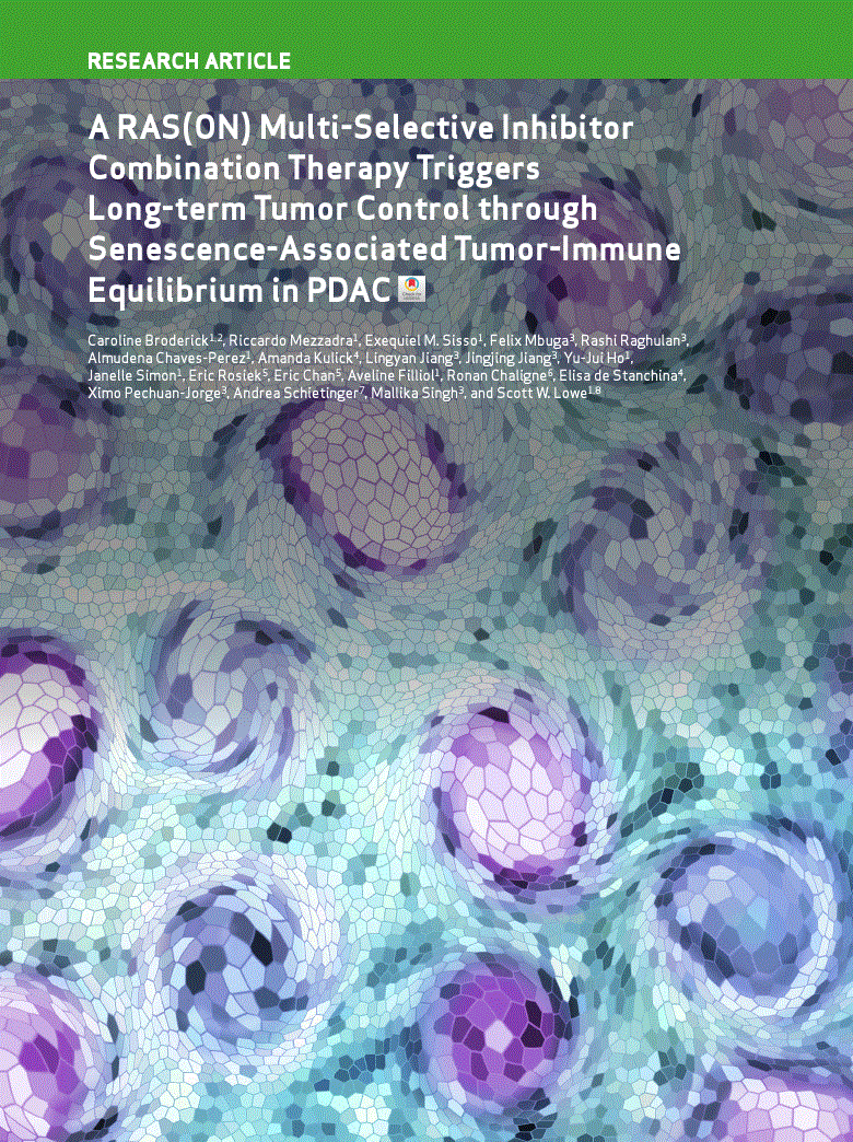 First page of A RAS(ON) Multi-Selective Inhibitor Combination Therapy Triggers Long-term Tumor Control through Senescence-Associated Tumor-Immune Equilibrium in PDAC<alt-title alt-title-type="short">A RAS(ON) Inhibitor Potentiates Immunotherapy in PDAC Models</alt-title>