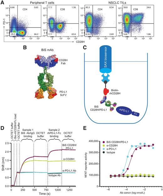 Immunomodulation of T- and NK-cell Responses by a Bispecific Antibody ...