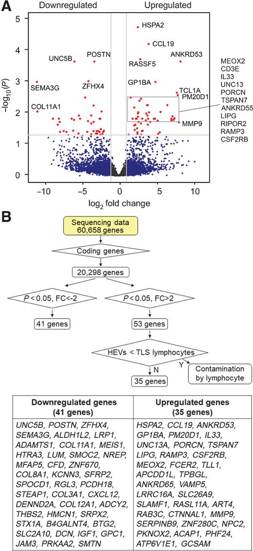 Figure 3. Gene-expression signature of intratumoral HEVs. The RNA-seq data generated as outlined for Fig. 2 were further analyzed to identify differentially expressed genes. A, Volcano plot of >2-fold upregulated or downregulated genes in ECs of intratumoral HEVs compared with non-HEV blood vessels of TLS-rich and TLS-free tumors combined. Red dots, genes with adjusted P values (Padj) < 0.05. B, Flowchart of RNA-seq data processing for the identification of differentially upregulated or suppressed genes and a list of 35 upregulated and 41 downregulated genes in intratumoral HEVs compared with non-HEV tumor vessels. FC, fold change; Y, Yes; N, No.