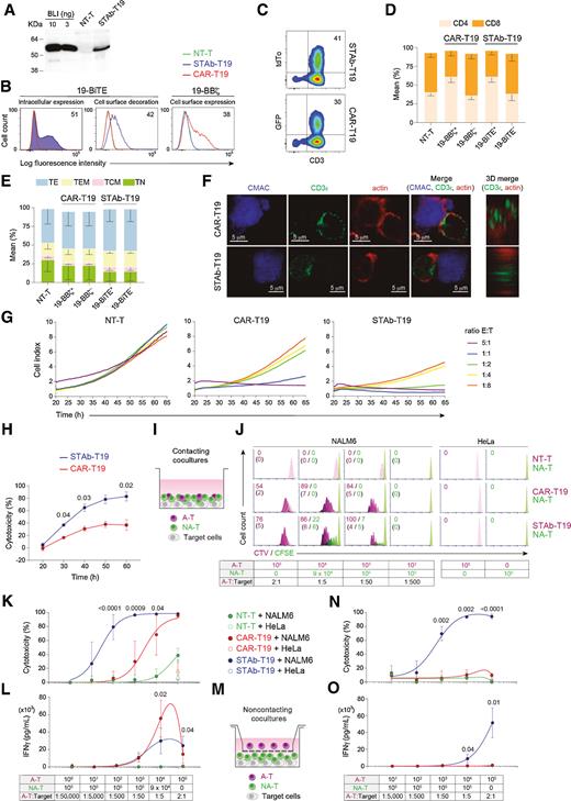 Figure 1. Comparative in vitro study of engineered STAb-T19 and CAR-T19 cells. A, Western blot detection of secreted 19-BiTE in the conditioned media from lentivirus-transduced human primary T cells (STAb-T19). Conditioned media from nontransduced T cells (NT-T) and media containing blinatumomab (BLI) were used as negative and positive controls, respectively. One representative experiment of three is shown. B, Representative analysis of intracellular and cell surface–bound 19-BiTE (decoration), and cell surface–expressed 19-CAR in NT-T and engineered CAR-T19 and STAb-T19 cells by flow cytometry. One representative experiment out of three independent experiments is shown. The numbers represent the percentage of cells staining positive for the indicated marker. C, Percentage of reporter protein expression in STAb-T19 cells (tdTo) and CAR-T19 cells (GFP). One representative transduction out of three performed is shown. D and E, Percentage of CD4+ and CD8+ T cells (D) and naïve (TN), central memory (TCM), effector memory (TEM), and effector (TE) T cells (E) among NT-T, CAR-T19, or STAb-T19 cells 7 days after transduction (means ± SD of three independent experiments are shown). F, Representative images of immunologic synapse (IS) assembly by primary CAR-T19 and STAb-T19 cells stimulated for 15 minutes with CMAC (blue)-labeled CD19+ cells, stained for CD3ε and actin at the mature IS, with IS topology obtained from 3D reconstructions of regions of interest in confocal stacks. G and H, Real-time cell cytotoxicity assay with HEK-293CD19 target cells cocultured with NT-T, CAR-T19, or STAb-T19 cells at the indicated E:T ratios, and cell index values determined every 15 minutes for 65 hours using an impedance-based method (G) and percentage lysis normalized to NT-T cells (E:T ratio = 0.5:1; H), presented from one representative experiment performed in duplicate. I, Schematic representation of the direct contact coculture system used to study the ability of secreted 19-BiTE to induce bystander T-cell proliferation. J, Bystander T-cell proliferation after 5 days of coculture, with percentage of dividing cells and the number of cell divisions in parentheses. The total E:T ratio was constant (2:1), but the ratios A-T:target and A-T:NA-T varied as indicated. One representative experiment from three independent experiments is shown. K, Cytotoxicity induced by varying numbers of A-T and NA-T cells from the same donor cocultured with NALM6Luc or HeLaLuc target cells for 48 hours, maintaining a constant 2:1 E:T ratio, measured by adding D-luciferin to detect bioluminescence. Data are shown as mean ± SD from four replicates. Significance was calculated by an unpaired Student t test. L, IFNγ secretion was determined by ELISA. Data are mean ± SD of three independent experiments. Significance was calculated by an unpaired Student t test. M, Cocultures were performed in a noncontacting transwell system; NALM6Luc or HeLaLuc target cells and NA-T cells were plated in the bottom well and A-T cells (NT-T, CAR-T19, or STAb-T19) in the insert well. N and O, After 48 hours, the percentage of cytotoxicity (N) was determined by luciferase assay, and IFNγ secretion (O) was determined by ELISA. Data are shown as mean ± SD from three and four replicates, respectively. Significance was calculated by an unpaired Student t test.