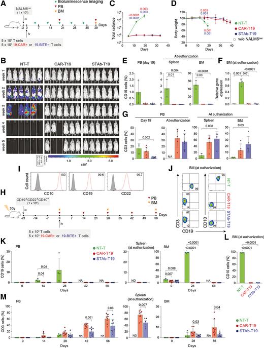 Figure 4. In vivo antitumor efficacy of STAb-T19 cells. A, Timeline of cell line–derived xenograft murine model of NSG mice (n = 6/group) receiving i.v. NALM6Luc cells followed by NT-T, CAR-T19, or STAb-T19 cells. B, Bioluminescence images showing disease progression. C, Total radiance quantification at the indicated time points. D, Change in body weight over time. E, Detection by FACS of B-ALL cells (CD19+) cells in PB at day 19, and in spleen and BM at euthanization. F, Relative mRNA expression of CD19 in BM at euthanization. G, T-cell (CD3+) persistence in PB at days 19 and 39, and in spleen and BM at euthanization. Data are shown as mean ± SD. H, Timeline of PDX murine model of NSG mice receiving i.v. CD19+ CD22+ CD10+ B-ALL blasts followed NT-T (n = 4), CAR-T19 (n = 8), or STAb-T19 (n = 8) cells. I, CD10, CD19, and CD22 expression in primary human B-ALL cells with the percentage of positive cells. J, Representative dot plots showing human T cells and B-ALL cells in BM of mice at day 56 after infusion. K, Percentage of CD19+ leukemic cells in PB, spleen, and BM at indicated time points. L, Percentage of CD10+ leukemic cells in BM at euthanization. M, Human T-cell persistence over time in PB, spleen, and BM at the indicated time points. Data are shown as mean ± SD; each dot represents an independent mouse. Significance was calculated by an unpaired Student t test. NA, not applicable; ND, not determined.
