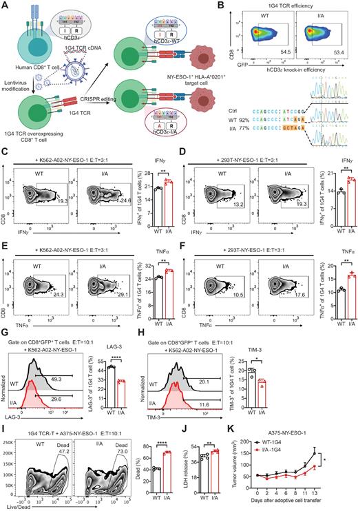Enhancing the Antitumor Immunity of T Cells by Engineering the Lipid ...