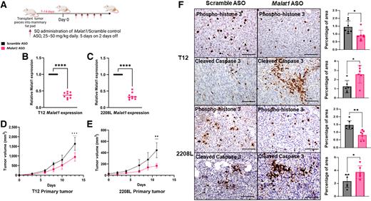 Figure 1. Single-agent Malat1 ASO delays primary tumor growth in the TNBC preclinical mouse model. A, Experimental design of treatment study. WT BALB/c mice had T12 or 2208 L tumor pieces implanted into the mammary fat pad and were treated with either Scramble ASO or Malat1 ASO once tumor was palpable (≤50 mm3). B and C, qPCR analysis of RNA extracted from tumors display significant decrease of Malat1 expression in the Malat1 ASO treatment group. Relative fold change based on Gapdh RNA level. Error bars represent standard deviation (SD), ****, P < 0.0001 using the two-tailed unpaired Student t test. D and E, Tumor growth curves of T12 and 2208 L mice treated with Scramble ASO (n = 9) and Malat1 ASO (n = 9). Data points represented as the mean ± SD. **, P < 0.01; ***, P < 0.001 by two-way ANOVA and Sidak's multiple comparisons test. Treatment studies were performed once in T12 tumor and twice in 2208 L tumors. F, Representative IHC images of tumor sections stained for Phospho-histone 3 and Cleaved Caspase 3; scale bar, 80 μm. Quantifications of positive area of tumor sections using ImageJ using the geometric mean of 3 representative images from each tumor section, 6–7 tumor sections were used for each treatment group. Error bars represent SD, ****, P < 0.0001 using the two-tailed unpaired Student t test.