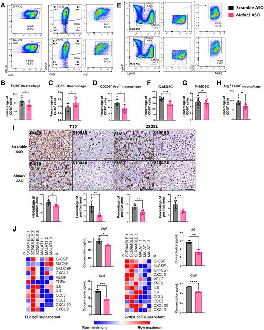 Figure 2. Malat1 inhibition decreases immunosuppressive myeloid cells in the TME. A, Gating strategy was used to identify macrophages in the TILs of T12 tumors using FlowJo 10.8.1. B–D, Flow cytometry quantification of macrophage populations as the percentage of CD45+ cells using GraphPad Prism 9.4.1. Eight tumors used for each treatment group. Error bars represent standard deviation (SD). *, P < 0.05; **, P < 0.01; ***, P < 0.001 using the two-tailed unpaired Student t test. E, Gating strategy used to identify neutrophils in the TILs of 2208 L tumors using FlowJo 10.8.1. F–H, Flow cytometry quantification of myeloid populations as the percentage of CD45+ populations using GraphPad Prism 9.4.1. Error bars represent SD. *, P < 0.05; **, P < 0.01; ***, P < 0.001 using the two-tailed unpaired Student t test. Eight tumors were used in each treatment group. The experiment was performed once with T12 primary tumors and twice with 2208 L primary tumors. I, Representative IHC images of tumor sections stained for F4/80 and S100a8; scale bar, 80 μm. Quantifications of positive area of tumor sections using ImageJ using the geometric mean of up to 3 representative images from each tumor section (n = 5–6 tumors). Error bars represent SD. *, P < 0.05; **, P < 0.01; ***, P < 0.001 using the two-tailed unpaired Student t test. J, Heat map of cytokine/chemokine array of supernatants collected from 2208 L and T12 tumor-derived cell lines after Malat1 knockdown. Quantification of immunosuppressive cytokine/chemokines. Error bars represent SD. *, P < 0.05; **, P < 0.01; ****, P < 0.0001 using the two-tailed unpaired Student t test.