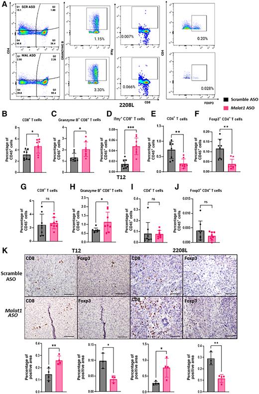 Figure 5. Malat1 inhibition increases T-cell infiltration in the TME. A, Gating strategy used to identify cytotoxic CD8+ T cells and regulatory CD4+ T cells in the TILs of 2208 L tumors using FlowJo 10.8.1. B–J, Flow cytometry quantification of T cells as the percentage of CD45+ populations in 2208 L and T12 tumors using GraphPad Prism 9.4.1. Error bars represent standard deviation (SD), *, P < 0.05; **, P < 0.01; ***, P < 0.001 using the two-tailed unpaired Student t test. Eight tumors were used for each treatment group. The experiment was performed once with T12 primary tumors and twice with 2208 L primary tumors. K, Representative IHC images of tumor sections stained for CD8α and Foxp3; bar, 80 μm. Quantifications of positive area of tumor sections with ImageJ using the geometric mean of up to 3 representative images from each tumor section, with n = 3–4 tumor sections for each experimental group. Error bars represent SD, *, P < 0.05; **, P< 0.01; ***, P < 0.001 using the two-tailed unpaired Student t test.