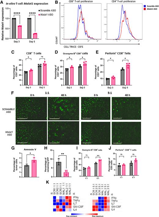 Figure 6. Malat1 inhibition in T cells increases proliferation and cell cytotoxicity. A, qPCR analysis of RNA extracted from T cells isolated from splenocytes from a WT BALB/c mouse cultured in vitro for 3–5 days in 500 nmol/L of Scramble/Malat1 ASO display significant decrease of Malat1 expression in the Malat1 ASO treatment group. Relative fold change based on Gapdh RNA level. Experimental n = 3. Error bars represent standard deviation (SD). ****, P < 0.0001 using the two-tailed unpaired Student t test. B, Representative proliferation plot of T cells isolated from splenocytes from a WT BALB/c mouse stained with CFSE and activated with CD3/CD28 Dynabeads for 72 hours. C–E, Flow cytometry quantification of CD8+, Granzyme B+ and Perforin+ T cells after 3 and 5 days. Data are representative of at least 2 independent experiments. Error bars represent SD. *, P < 0.05; **, P < 0.01 using the multiple Student t tests and the Holm–Šídák method for multiple comparisons. F, Representative Incucyte images of T cells isolated from the splenocytes of a WT JEDI mouse and GFP-labeled T12 tumor cell line at a 1:1 and 5:1 E:T ratio; scale bar, 800 μm. Image was taken at 0 and 48 hours. Experimental n = 3. G, Flow cytometry quantification of residual Annexin V+ tumor cells at the 1:1 effector ratio. Error bars represent SD. *, P < 0.05 using the two-tailed unpaired Student t test. H, Remaining GFP signal of 5:1 T-cell:tumor cell cocultures. The percentage was calculated by dividing the total green object integrated intensity (GCU x μm2/image) at 48 hours by the starting green object–integrated intensity (GCU × μm2/image) × 100. GFP signal calculated using Incucyte S3. Error bars represent SD, **, P < 0.01 using the two-tailed unpaired Student t test. I and J, Flow cytometry quantification of Granzyme B+ and Perforin+ T cells after 48 hours. Error bars represent SD. *, P < 0.05; **, P < 0.01, using the multiple Student t tests and the Holm–Šídák method for multiple comparisons. J, Heat map of cytokine/chemokine array of supernatant collected from cocultures with Malat1-depleted Jedi T cells.