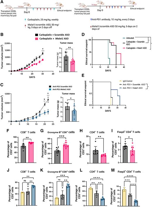 Figure 7. Combination of Malat1 ASO with chemotherapy or ICB improves response in preclinical mouse models. A, Experimental design of combination treatment studies. WT BALB/c mice had 2208 L tumor pieces implanted into the mammary fat pad and were treated with either 25 mg/kg carboplatin and ASO or 10 mg/kg anti-PD1 and ASO, once tumor was palpable (≤50 mm3). B, Tumor growth curves of 2208 L tumors treated with single-agent carboplatin (n = 9) or in combination with Malat1 ASO (n = 9) and comparison of tumor weight after harvest. *, P < 0.05 using mixed effects analysis to account for missing values that occurred when mouse reached ethical endpoint, with the Sidak multiple comparisons test for tumor volumes. The two-tailed unpaired Student t test was used for tumor weights. C, Tumor growth curves of 2208 L tumors treated with single-agent anti-PD1 (n = 9) or in combination with Malat1 ASO (n = 9) and comparison of tumor weight after harvest. *, P < 0.05 using mixed effects analysis with the Sidak multiple comparisons test for tumor volumes and the two-tailed unpaired Student t test for tumor weights. D and E, Kaplan–Meier survivor curves of tumors that reach ethical endpoint (≥1,500 mm3). *, P < 0.05 using a log-rank (Mantel–Cox) test. F–I, Flow cytometry quantification of T cells isolated from single-agent carboplatin (n = 8) and combination of carboplatin and Malat1 ASO (n = 8) as the percentage of CD3+ populations using GraphPad Prism 9.4.1. Error bars represent standard deviation (SD). *, P < 0.05; **, P < 0.01; ***, P < 0.001 using the two-tailed unpaired Student t test. J–M, Flow cytometry quantification of T cells isolated from IgG control (n = 3) single-agent anti-PD1 (n = 5) and combination anti-PD1 and Malat1 ASO (n = 5) as the percentage of CD3+ populations using GraphPad Prism 9.4.1. Error bars represent SD. *, P < 0.05; **, P < 0.01; ***, P < 0.001; ****, P < 0.0001 using one-way ANOVA and Dunnett's multiple comparisons test with an adjusted P value for multiple comparison.