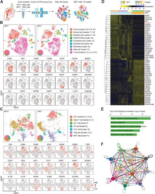 CD161 Characterizes an Inflamed Subset of Cytotoxic T Lymphocytes ...