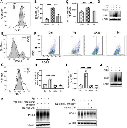 Figure 1. P. gingivalis infection enhances the expression of PD-L1 on GMDCs and Flt3l-DCs in a gingipain-dependent manner. A, Representative flow cytometry histogram of PD-L1 on GMDCs upon P. gingivalis challenge. B and C, The percentage of GMDCs expressing PD-L1 and the mean fluorescence intensity (MFI) of PD-L1–positive GMDCs. D, Western blots showing PD-L1 expression after P. gingivalis infection. E, Representative flow cytometry histograms showing the expression of PD-L2 on GMDCs after P. gingivalis infection. F and G, Representative flow cytometry dot plots and histograms showing PD- L1 expression on Flt3l-DCs after P. gingivalis, ΔKgp mutant, and S. sanguinis infection. H, The percentage of Flt3l-DCs expressing CD11b/CD11c/PD-L1 and (I) the MFI of PD-L1–positive Flt3l-DCs. J, Western blots showing expression of PD-L1 in Flt3l-DCs after P. gingivalis and ΔKgp infection. K, Type I receptor 2 and type II interferon neutralization antibodies were used to pretreat Flt3l-DCs for 2 hours followed by P. gingivalis infection for 24 hours, and then cell lysates were harvested for subsequent Western blotting analysis for expression of PD-L1 on Flt3l-DCs. Left: neutralization antibody targeting type I interferon receptor 2. Right: neutralization antibody targeting type II interferon. Each symbol represents an experimental replicate and data are shown as mean ± SE. Results are representative of 3 independent experiments. Statistical significance was determined by one-way ANOVA with the Tukey multiple comparisons test. **, P < 0.01; ***, P < 0.001; ****, P < 0.0001.