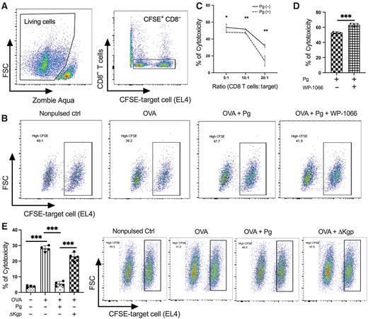 Figure 6. P. gingivalis infection dampens the cytotoxicity of CD8+ T cells. A, Left: density plot and dot plots showing the gating strategy for the cytotoxicity assay using Zombie Aqua staining to assess cell viability. Right: distinct CFSE-labeled target EL4 cell population. B, Representative cytometry dot plots showing the cytotoxicity determined by the percentage of lysed EL4 cells after coincubation with activated OT-I CD8+ T cells for 6 hours. C, Quantification of the percentage of specific lysis, as described in Materials and Methods, in a cytotoxic assay with different effector/target cell ratios upon the challenge with P. gingivalis (n = 5 mice). Error bars represent the mean ± SE. Statistical significance was determined by two-way ANOVA with the Tukey multiple comparisons test. *, P < 0.05; **, P < 0.01. D, The percentage of lysed EL4 cells showing the effect of STAT3 inhibitor (WP-1066) on the cytotoxic activity of OT-I CD8+ T cells after 6 hours of coincubation. Each symbol represents an experimental replicate, and error bars represent the mean ± SE. Statistical significance was determined by a two-tailed unpaired t test. ***, P < 0.001. E, The percentage (left) and representative cytometry dot plots (right; n = 4 mice) of specific lysis of EL4 cells showing the different cytotoxic activity of CD8+ T cells after 3 days of coculturing with OVA-pulsed DCs with/without pretreatment of P. gingivalis or ΔKgp. Each symbol represents an experimental replicate, and data are shown as mean ± SE. Statistical significance was determined by one-way ANOVA with the Tukey multiple comparisons test. ***, P < 0.001. Results are representative of 3 independent experiments.