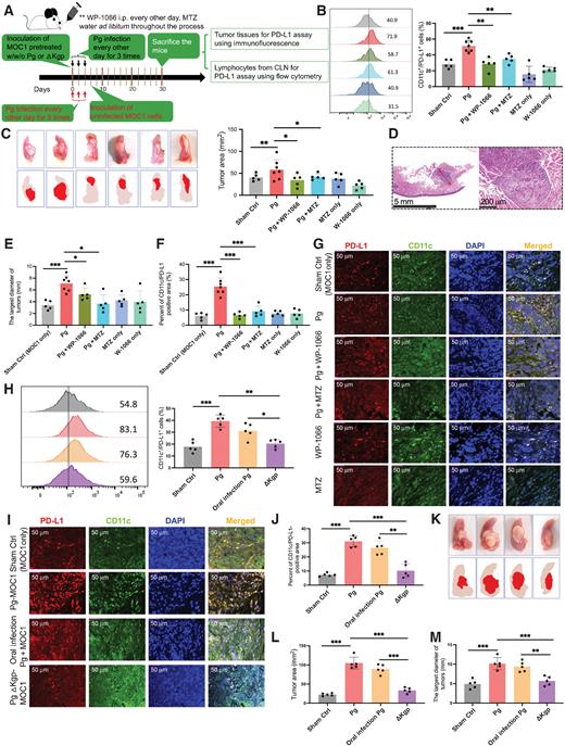 Figure 7. P. gingivalis infection promotes PD-L1 expression on DCs and aggravates the progression of oral cancer in a syngeneic oral cancer model. A, A schematic model showing the experimental procedure. Eight- to 10-week-old C57B6/J mice (n = 5 to 7) were inoculated with MOC1 cells (1 × 107; 0.2 mL) into the tongue (MOC1 cells were pretreated with or without P. gingivalis (MOI 10)), followed by repetitive challenge with P. gingivalis. B, Left: representative flow cytometry histograms showing the expression of PD-L1 on DCs from CLNs. Right: the percentage of CLN DCs expressing CD11b/CD11c/PD-L1. C, Left: representative pictures of tumors from mouse tongues from different groups; tumors depicted with a dotted line. Right: quantification of the average area of tumors in tongues. D, Representative H&E staining images of mouse tongues showing the largest diameter (red dotted line) of the tumor (scale bar, 5 mm and 200 μm as indicated). E, The alteration of the average of tumor's largest diameter was quantified to estimate the volume of tumors. F and G, The fluorescence intensity of positive staining cells with CD11c and PD-L1 in ROIs was quantified by the ImageJ after color deconvolution (minimum 5 ROI per slide and 3 consecutive slides every mouse, n > 5 mice per group). F, Quantification of the percentage of the CD11c/PD-L1–positive area showing the expression of CD11c and PD-L1 in P. gingivalis–treated mice. G, Representative immunofluorescence images showing the CD11c- and PD-L1–positive staining cells in P. gingivalis–treated mice (scale bar, 50 μm). H–M, The effect of ΔKgp mutant on DC-PD-L1 expression and tumor growth was examined using the same model as above (n = 5 mice). Additionally, the effect of established oral infection with P. gingivalis or ΔKgp followed by inoculation of uninfected MOC1 cells was analyzed using a modified procedure (A; shown with red fonts). The same methods were used to analyze DC-PD-L1 expression and tumor growth. H–J, Representative flow cytometry histograms (H, left), quantification of the percentage of positive cells (H, right), representative immunofluorescence images (scale bar, 50 μm; I), and quantification of the percentage of the CD11c/PD-L1–positive area (J) showing the expression of PD-L1 and/or CD11c on DCs from the CLNs or intratumoral cancer tissues of the mice that were orally preinfected with P. gingivalis or ΔKgp. K–M, Representative pictures of tumors from mouse tongues (K), quantification of the average area of tumors in tongues (L), quantification of the alteration of the tumor's largest diameter (M) were used to estimate the growth of tumors in P. gingivalis or ΔKgp preinfected mice. Each symbol represents an individual mouse, and data are shown as mean ± SE. Results are representative of two independent experiments. Statistical significance was determined by one-way ANOVA with the Tukey multiple comparisons test. *, P < 0.05; **, P < 0.01; ***, P < 0.001.