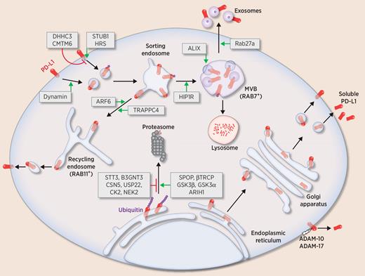 Figure 2. PD-L1 trafficking. PD-L1 is trafficked from the ER and targeted to the plasma membrane. The dominant PD-L1 variant is inserted into the plasma membrane, whereas alternatively spliced variants that lack the transmembrane domain are released as soluble PD-L1 into the extracellular space. At the plasma membrane, PD-L1 is internalized in a dynamin-dependent process, and, in certain contexts, undergoes ARF6- and TRAPPC4-mediated recycling. PD-L1 can be polyubiquitinated by the E3 ligases SPOP and the GSK3α/β-recruited ARIH1 and βTRCP. Polyubiquitinated PD-L1 is destined for proteasomal degradation. Glycosylation by STT3 or B3GNT3 inhibits PD-L1 polyubiquitination and degradation. Similarly, the deubiquitinating enzymes CSN5 and USP22 stabilize PD-L1. PD-L1 can also be monoubiquitinated at the plasma membrane and targeted for lysosomal degradation. Palmitoylation of the PD-L1 intracellular domain by DHHC3 inhibits monoubiquitination. CMTM6 binds PD-L1 and blocks its ubiquitination by the E3 ligase STUB1. Monoubiquitinated PD-L1 is recognized by HRS (part of the ESCRT-0 complex) and sorted into the MVB lumen by the ESCRT accessory protein, ALIX. Rab27a mediates the fusion of MVBs to the plasma membrane, which results in the release of exosomal PD-L1. What determines the fate of the MVB, fusion with the plasma membrane or fusion with lysosomes is not understood. Cell surface proteases, ADAM-10 and ADAM-17 can cleave PD-L1 freeing a soluble PD-L1 fragment.