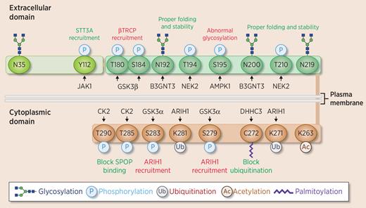Figure 3. Posttranslational modifications of PD-L1. PD-L1 is modified at several residues. Enzymes responsible for posttranslational modifications are shown with the functional consequence of the modification shown in red for those that promote PD-L1 degradation and green for those that have a stabilizing effect on PD-L1. PD-L1 glycosylation is necessary for proper maturation. It also stabilizes PD-L1 by antagonizing GSK3β-driven phosphorylation, which recruits βTRCP and leads to PD-L1 degradation. Phosphorylation by JAK1 and NEK2 promotes glycosylation while AMPK-mediated phosphorylation leads to aberrant glycosylation. Phosphorylation of the intracellular domain of PD-L1 by GSK3α recruits ARIH1, which mediates ubiquitination at K271/281 and promotes PD-L1 degradation. Conversely, phosphorylation by CK2 and palmitoylation by DHHC3 inhibits PD-L1 degradation. Acetylation at K263 maintains PD-L1 distribution in the cytosol by inhibiting nuclear translocation.