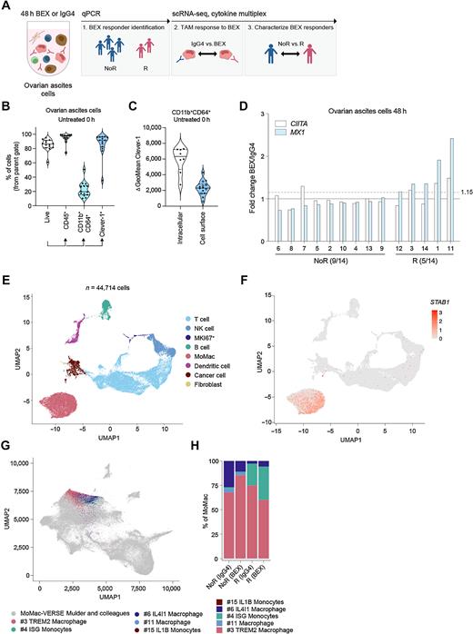 Figure 1. Profiling of bexmarilimab responses in ovarian ascites TAMs with scRNA-seq. A, Characterization of bexmarilimab responses and responding patients in ovarian ascites cells. B, Flow cytometry staining of untreated ovarian ascites cells (n = 14 patients). Violin plots show proportions of live cells, CD45+ immune cells, CD11b+CD64+ MoMacs and Clever-1+ cells (median and quartiles). Percentages were calculated from the parent gate and Clever-1 expression measured from the cell surface. C, Total (n = 8) and cell surface (n = 14) Clever-1 expression on CD11b+CD64+ ovarian ascites cells. Open circles represent patients with cell surface staining only. D, Change in MX1 and CIITA gene expression measured by qPCR from ovarian ascites cells treated with bexmarilimab or IgG4 for 48 hours. The dashed line indicates MX1 cutoff for responder identification and fractions indicate proportions of R and NoR patients. E, scRNA-seq of ovarian cancer ascites cells (n = 7 patients) treated ex vivo with bexmarilimab or IgG4 for 48 hours. UMAP dimensionality reduction of cells colored by main cell type clusters. F, UMAP colored by Clever-1 expression (STAB1). G, Mapping of monocytes and macrophages (n = 10,358 cells) to MoMac-VERSE atlas created by Mulder and colleagues. Original MoMac-VERSE UMAP plot is colored in gray and mapped cells colored by MoMac-VERSE clusters. H, Bar graph showing percentage of ovarian ascites monocytes and macrophages mapped to each MoMac-VERSE cluster (R, n = 4; NoR, n = 3 patients). BEX, bexmarilimab; IgG4, isotype control for bexmarilimab.