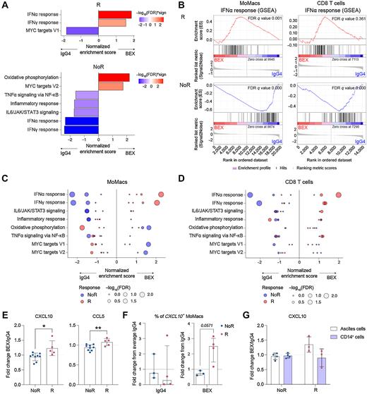 Figure 2. Bexmarilimab triggers IFN signaling and CXCL10 secretion in subsets of ovarian ascites TAMs. A, Bexmarilimab-induced changes in MoMac gene expression were analyzed by a GSEA separately in R (n = 4) and NoR (n = 3) group. Significantly altered pathways (FDR-adjusted q-value < 0.05) are shown. Red color indicates pathway upregulation by bexmarilimab treatment and blue color pathway downregulation. B, Enrichment plots showing IFNα response gene enrichment after bexmarilimab treatment separately in MoMacs and CD8+ T cells. Positive peaks indicate pathway upregulation and negative peaks downregulation. C and D, For significantly altered pathways presented in Fig. 2A, GSEA results from MoMacs (C) and CD8+ T cells (D) are displayed separately in each patient. Positive normalized enrichment scores indicate pathway upregulation by bexmarilimab, and negative score pathway downregulation. Dot color marks bexmarilimab response group and dot size increases with higher significance. E, Fold changes in indicated cytokines were measured from ovarian ascites cell culture supernatants after 48 hours of bexmarilimab treatment (n = 14 patients). Mean ± SD; unpaired t test; *, P < 0.05; **, P < 0.01. F, Percentage of CXCL10 expressing MoMacs was analyzed by scRNA-seq after 48 hours of IgG4 or bexmarilimab treatment. Median ± IQR, Mann–Whitney U test (NoR, n = 3; R, n = 4 patients). The bars correspond to following CXCL10+ MoMac proportions: 16.5% (NoR IgG4), 6.4% (R IgG4), 15.1% (NoR BEX) and 16.6% (R BEX). G, Fold change in CXCL10 was measured from ascites cell or CD14+ ascites cell culture supernatants after 48 hours of bexmarilimab treatment. Mean ± SD (NoR, n = 5; R, n = 3 patients). BEX, bexmarilimab; IgG4, isotype control for bexmarilimab.
