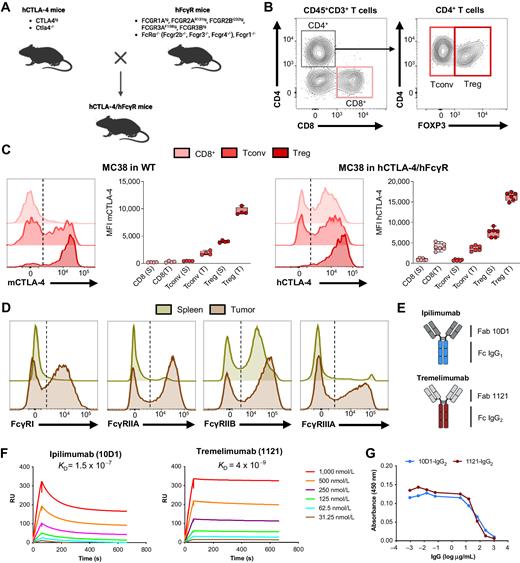 FcγRIIB Is an Immune Checkpoint Limiting the Activity of Treg-Targeting ...