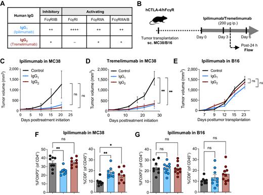 FcγRIIB Is an Immune Checkpoint Limiting the Activity of Treg-Targeting ...