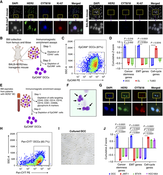 Gene expression status of DCCs, primary tumors, and metastatic tumors. A, Immunofluorescence staining for HER2+CYT8/18+Ki-67+ DCCs detection in the BM. Scale bars, 100 μm. B, Schematic showing the methods for DCCs isolation from the BM of BALB-neuT mice. C, Percentage of EpCAM+ DCCs isolated from the BM of BALB-neuT mice as determined by flow cytometry (isolated from the BM pool of 10 BALB-neuT mice). D, Cumulative representation of differentially expressed cancer stemness, EMT, and cell-cycle genes in DCCs of BALB-neuT mice, early lesion tumor cells from BALB-neuT mice (EL), and metastatic TUBO cells analyzed by RNA sequencing (n = 2/group). Cumulative Z-score denotes average score of genes in the respective panels. E, Schematic depicting the methods for DCCs isolation from the BM aspirates of patients with HER2+ breast cancer (BC). F, Cytopathologic confirmation of isolated DCCs from the BM of patients with HER2+ BC by Diff-Quik staining. Scale bars, 100 μm. G, Immunofluorescence staining for HER2+CYT8/18+ DCCs detection in the BM of patients with HER2+ BC. Scale bars, 100 μm. H, Percentage of Pan-cytokeratin+ (Pan-CYT+) DCCs isolated from the BM of a patient with HER2+ BC analyzed by flow cytometry. I, Bright-field image of in vitro cultured DCCs of patients with BC. Scale bars, 500 μm. J, Cumulative representation (average Z-score of genes) of differentially expressed cancer stemness, EMT, and cell-cycle genes in DCCs of patients with HER2+ BC, JIMT-1, BT474, and HCC1954 cells analyzed by RNA sequencing (n = 3/group). All data are presented as mean ± SEM. P values were assessed by one-way ANOVA with Tukey multiple comparisons test. SSC-A, side scatter area.