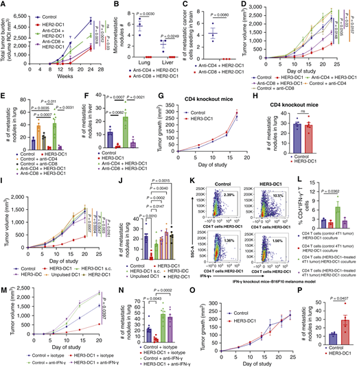 Antitumor CD4 Th1 cells are primarily responsible for metastatic prevention. A, Total tumor burden was calculated for control and HER2-DC–treated BALB-neuT mice with or without CD4 or CD8 T-cell depletion by MRI (n = 4–6/group). B, IHC HER2 and cytokeratin 8/18 double staining for micrometastasis detection and quantification in lung and liver sections for experimental BALB-neuT mice (n = 3/group). C, Quantification of metastatic cancer cells seeding in brain of experimental BALB-neuT mice by IHC HER2 and cytokeratin 8/18 double staining (n = 3/group). D, Tumor growth curves of control and intratumoral HER3-DC1–treated mice bearing 4T1 tumors depleted with or without CD4 or CD8 T cells (n = 6–10/group). E and F, Hematoxylin and eosin staining for the detection and quantification of metastatic nodules in lung (E) and liver (F) from experimental 4T1 TNBC mice model (n = 3–8/group). G, Tumor growth curves of CD4 knockout mice bearing B16-F10 spontaneous metastasis treated with or without intratumoral HER3-DC1 (n = 6/group). H, Quantification of spontaneous lung metastatic nodules from CD4 knockout mice model (G; n = 5–6/group). I, 4T1 TNBC tumor–bearing mice treated with HER3-DC1 s.c. and intratumoral HER3-DC1, immature HER3-iDC, unpulsed DC1, or HER2-DC1 (n = 10/group). J, Quantification of spontaneous metastatic nodules in lungs from 4T1 TNBC mice model by hematoxylin and eosin staining (n = 5–10/group). K and L, Detection (K) and frequency (L) of CD4+IFN-γ+ T cells in control and intratumoral HER3-DC1–treated 4T1 TNBC tumors analyzed by flow cytometry (n = 2–3/group). M, Tumor growth curves of 4T1 TNBC tumor–bearing mice treated with intratumoral HER3-DC1 with or without IFN-γ neutralizing antibody (n = 9–10/group). N, Quantification of metastatic nodules in lungs from 4T1 TNBC spontaneous metastasis mice model determined by hematoxylin and eosin staining (n = 7–10/group). O, Tumor growth curves of IFN-γ knockout mice bearing B16F10 melanoma spontaneous metastasis treated with or without intratumoral HER3-DC1 (n = 10/group). P, Frequency of spontaneous metastatic nodules in lungs from IFN-γ knockout mice bearing B16F10 melanoma spontaneous metastasis treated with or without intratumoral HER3-DC1 (n = 4–5/group). Mean ± SEM represented. P values were determined by one- or two-tailed Student t test. ns, not significant; ROI, region of interest; SSC-A, side scatter area.