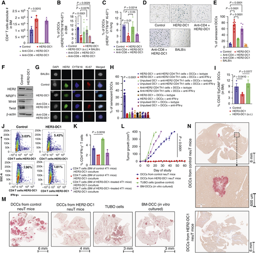 Antitumor CD4 Th1 cells target DCCs. A, Infiltration of CD4 T cells in the BM of experimental BALB-neuT mice analyzed by flow cytometry (n = 3–5/group). B and C, HER2+CYT8/18+Ki-67+ DCCs in BM (B) and lung (C) of experimental BALB-neuT mice were determined by flow cytometry (n = 2–6/group). D and E, SA-β-gal staining for the detection (D) and percentage of senescent DCCs (E) in the BM of experimental BALB-neuT mice (n = 5–8). Scale bars, 1 mm. F, Immunoblots for HER2, NR2F1, Wnt4, and Twist proteins in BM DCCs of control and HER2-DC1–treated BALB-neuT mice. G, Immunofluorescence staining of HER2+CYT8/18+Ki-67+ DCCs in BM of experimental BALB-neuT mice. Scale bars, 100 μm. H, Percentage of senescent DCCs induced by tumor antigen–specific CD4 Th1 cells secreting IFN-γ on DCCs from the BM of control BALB-neuT mice (n = 5–10). I, Frequency of CD45−EpCAM+ DCCs (among the 100% of CD45-negative cell population) in the BM of mice bearing 4T1 TNBC spontaneous metastasis receiving various treatment analyzed by flow cytometry (n = 3/group). J and K, Detection (J) and frequency (K) of CD4+IFN-γ+ T cells in the BM of control and intratumoral HER3-DC1–treated mice bearing 4T1 TNBC spontaneous metastasis determined by flow cytometry (n = 2–3/group). L, Tumor growth curves of NSG mice (n = 4/group). M and N, IHC HER2 and CYT8/18 double staining for the detection of micrometastasis in lung (M) and liver (N) sections from L (n = 4). All data are presented as mean ± SEM represented. P values were calculated by one- or two-tailed Student t test and one-way ANOVA with Tukey multiple comparisons test.