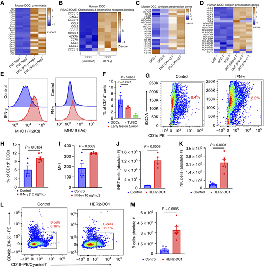 Antitumor CD4 Th1 immunity induces immune recognition of DCCs. A and B, Heatmaps showing differential expression of chemokine and chemokine receptor gene signatures in DCCs of BALB-neuT mice (A) and patients with HER2+ breast cancer (B) treated with or without CD4 Th1 cytokine IFN-γ analyzed by RNA sequencing (n = 2–3/group). C and D, Differential expression of antigen presentation genes in DCCs from BALB-neuT mice (C) and patients with HER2+ breast cancer (D) treated with or without CD4 Th1 cytokine IFN-γ analyzed by RNA sequencing (n = 2–3/group). E, MHC I (left) and MHC II (right) expressions in DCCs of BALB-neuT mice by flow cytometry (n = 3). F, CD1d+ population in DCCs of BALB-neuT mice, early lesion tumor cells of BALB-neuT mice, and metastatic TUBO cells analyzed by flow cytometry (n = 3–5/group). G, CD1d+ population in DCCs of BALB-neuT mice treated with or without IFN-γ determined by flow cytometry. H, The percentage of CD1d+ DCCs from G (n = 5–6/group). I, Mean fluorescence intensity (MFI) of CD1d from G and H (n = 5–6/group). J, Infiltration of CD45+CD3+CD1d tetramer+ iNKT cells in the BM of experimental BALB-neuT mice analyzed by flow cytometry (n = 3–4/group). K, Infiltration of CD45+CD3−CD49b (DX-5)+ NK cells in the BM of experimental BALB-neuT mice analyzed by flow cytometry (n = 5–6/group). L, CD45+CD19+ B cell infiltration in the BM of experimental BALB-neuT mice analyzed by flow cytometry (n = 5–6/group). M, The frequency of CD45+CD19+ B cells from L (n = 5–6/group). Mean ± SEM represented. Means were statistically compared by one-way ANOVA with Tukey multiple comparisons test and one- or two-tailed Student t test. SSC-A, side scatter area.