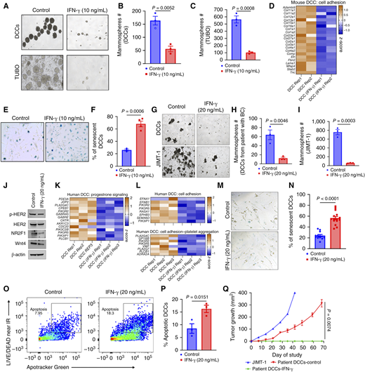 CD4 Th1 cytokine IFN-γ inhibits tumorigenic and metastatic potential of DCCs. A, Representative bright-field images of mammospheres formed in DCCs of BALB-neuT mice and TUBO cells treated with or without IFN-γ. Scale bars, 1 mm. B, Quantification of mammospheres formed in DCCs of BALB-neuT mice treated with or without IFN-γ from (A) (n = 3/group). C, Quantification of mammospheres formed in TUBO cells treated with or without IFN-γ from (A) (n = 3/group). D, Heatmap showing differential expression of cell adhesion genes in DCCs of BALB-neuT mice treated with or without IFN-γ analyzed by RNA sequencing (n = 2/group). E and F, SA-β-gal staining for the detection (E) and frequency (F) of senescent DCCs in BALB-neuT mice–derived DCCs (n = 3–4/group). Scale bars, 500 μm. G–I, Mammospheres formed (G) and their quantification from DCCs of patients with HER2+ breast cancer (BC) (H) and JIMT-1 cells (I; n = 3/group). Scale bars, 1 mm. J, Immunoblots for HER2, p-HER2, NR2F1, and Wnt4 proteins in DCCs of patients with HER2+ BC. K and L, Heatmaps showing differential expression of genes related to progesterone signaling (K) and cell adhesion (L) in DCCs of patients with HER2+ BC analyzed by RNA sequencing (n = 3/group). M and N, SA-β-gal staining for the detection (M) and percentage (N) of senescent DCCs in patients with HER2+ BC–derived DCCs treated with or without IFN-γ (n = 12–15/group). Scale bars, 500 μm. O and P, Detection (O) and frequency (P) of apoptosis after IFN-γ treatment in DCCs of patients with HER2+ BC (n = 3/group). Q, Tumor growth curves of NSG mice (n = 2/group). Mean ± SEM represented. P values were determined by one- or two-tailed Student t test.